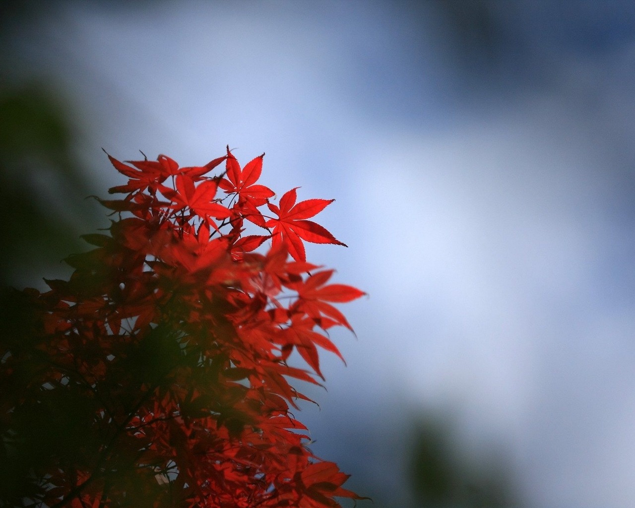 Handy-Wallpaper Blatt, Erde/natur kostenlos herunterladen.