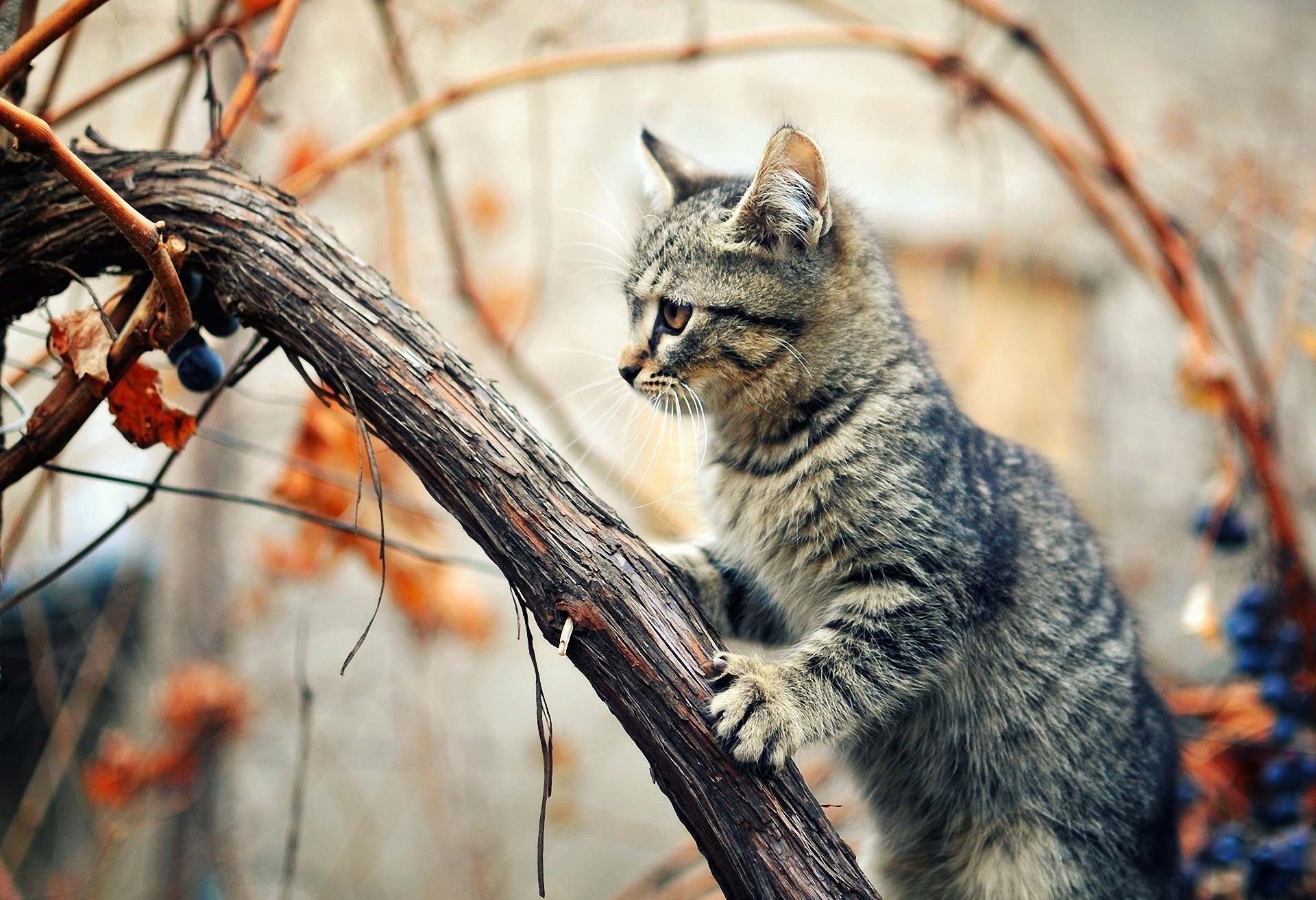 Free download wallpaper Animals, Kitty, Tree, Branches, Climb, Humid, Wood, Kitten, Wet on your PC desktop
