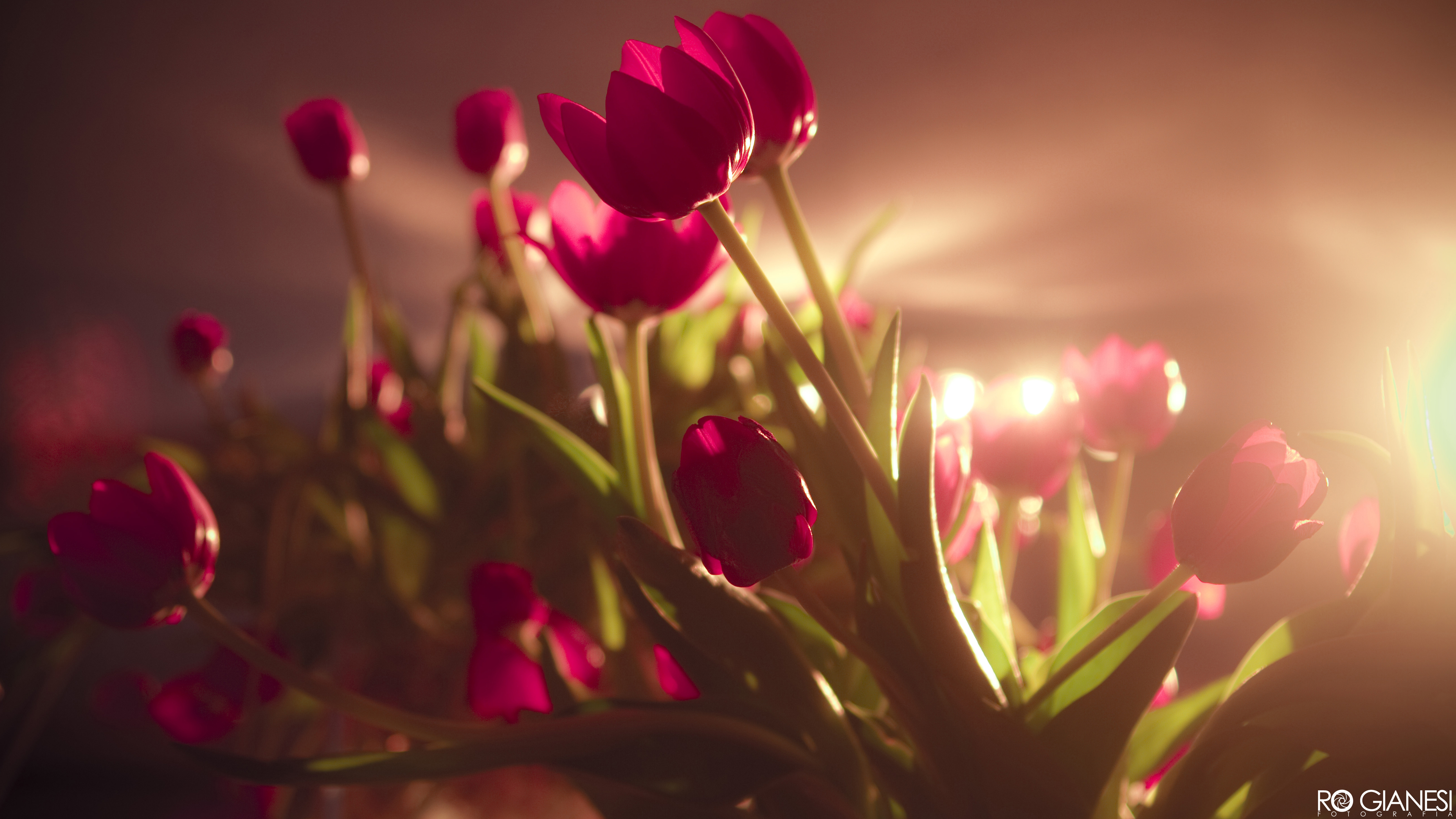244874 descargar fondo de pantalla tierra/naturaleza, tulipán, flor, luz, flores: protectores de pantalla e imágenes gratis