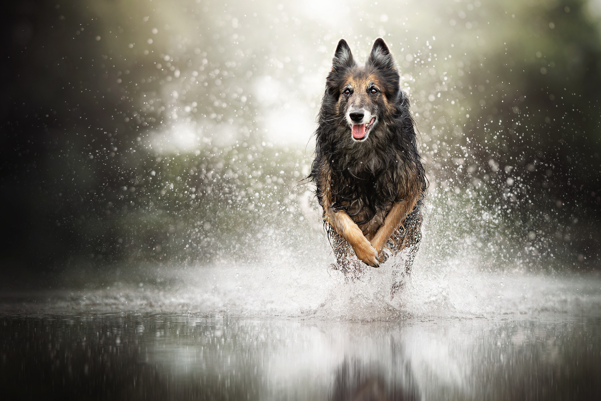 Free download wallpaper Dogs, Dog, Splash, Animal, German Shepherd on your PC desktop