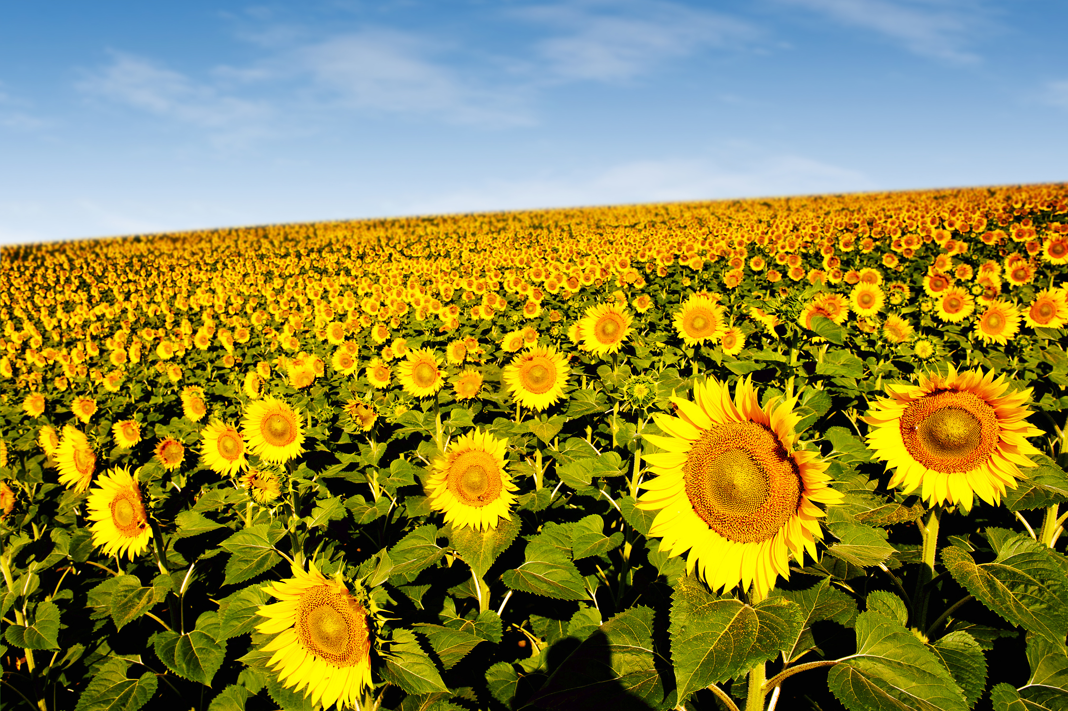 Free download wallpaper Nature, Flowers, Summer, Flower, Earth, Field, Sunflower, Yellow Flower on your PC desktop