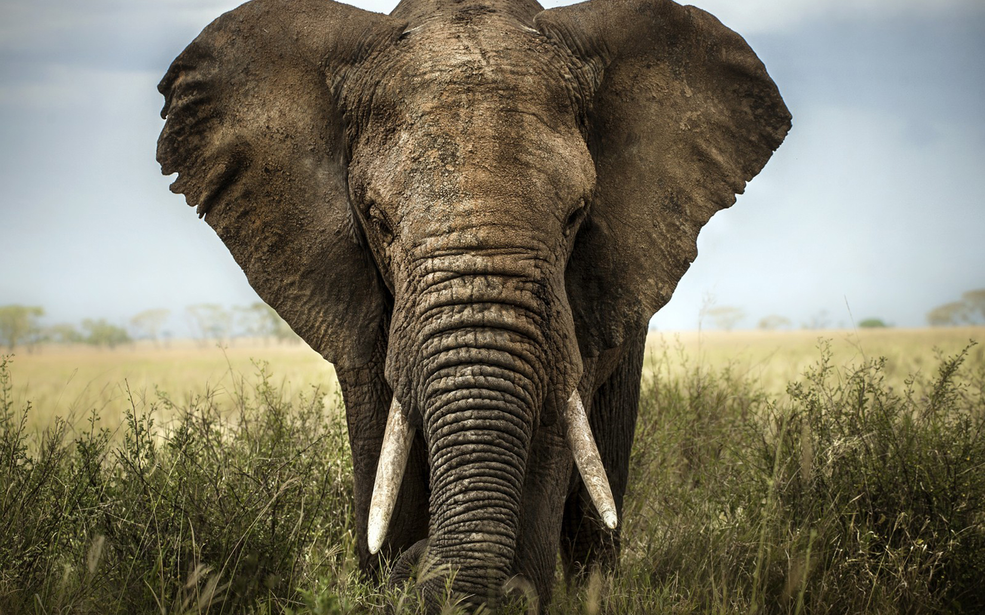 Завантажити шпалери безкоштовно Трава, Тварина, Слон, Африканський Чагарниковий Слон картинка на робочий стіл ПК