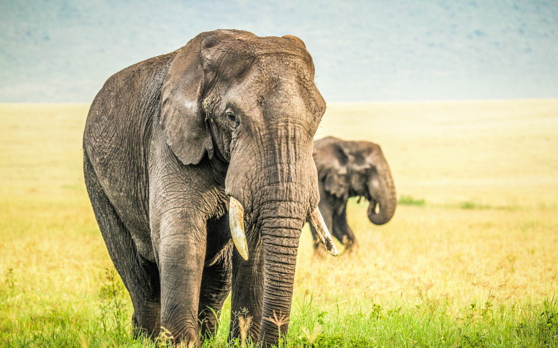 293656 télécharger le fond d'écran animaux, éléphant de savane d'afrique, éléphants - économiseurs d'écran et images gratuitement