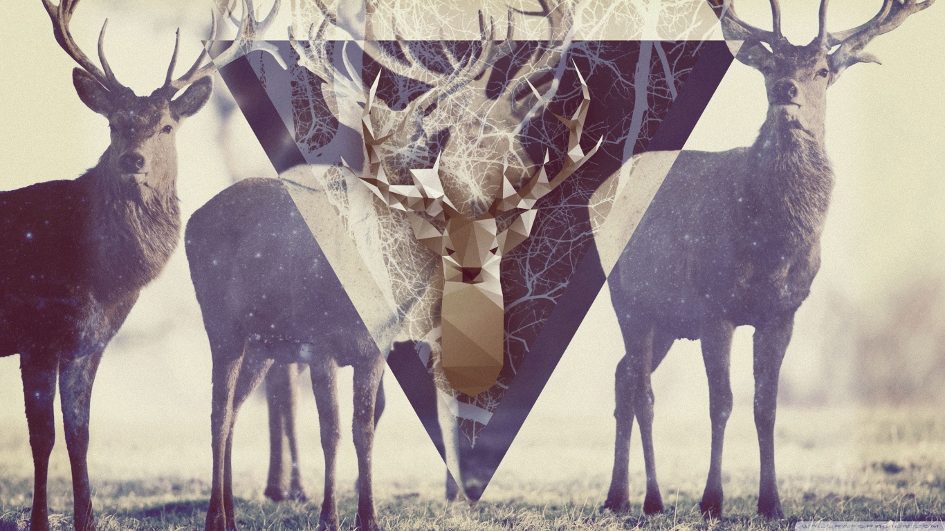 Download mobile wallpaper Animal, Deer for free.