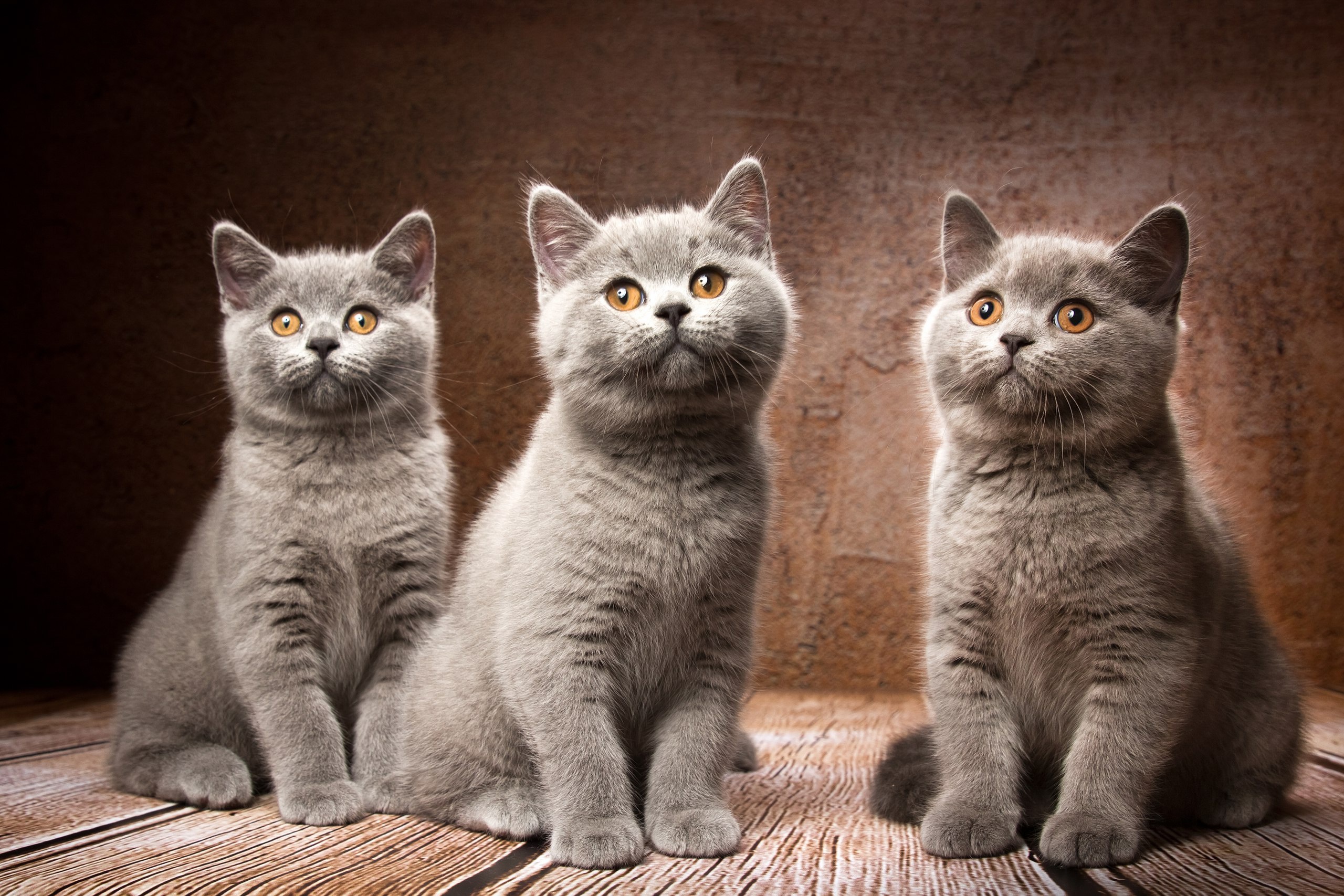 Free download wallpaper Cats, Cat, Animal on your PC desktop