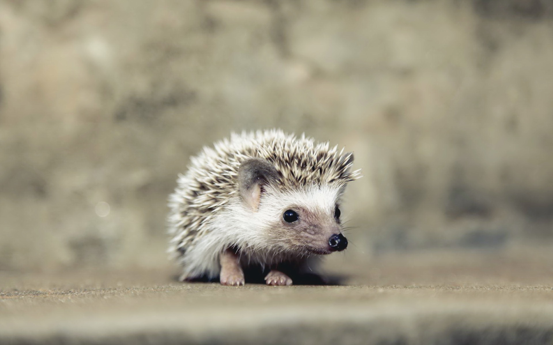 Download mobile wallpaper Animal, Hedgehog for free.