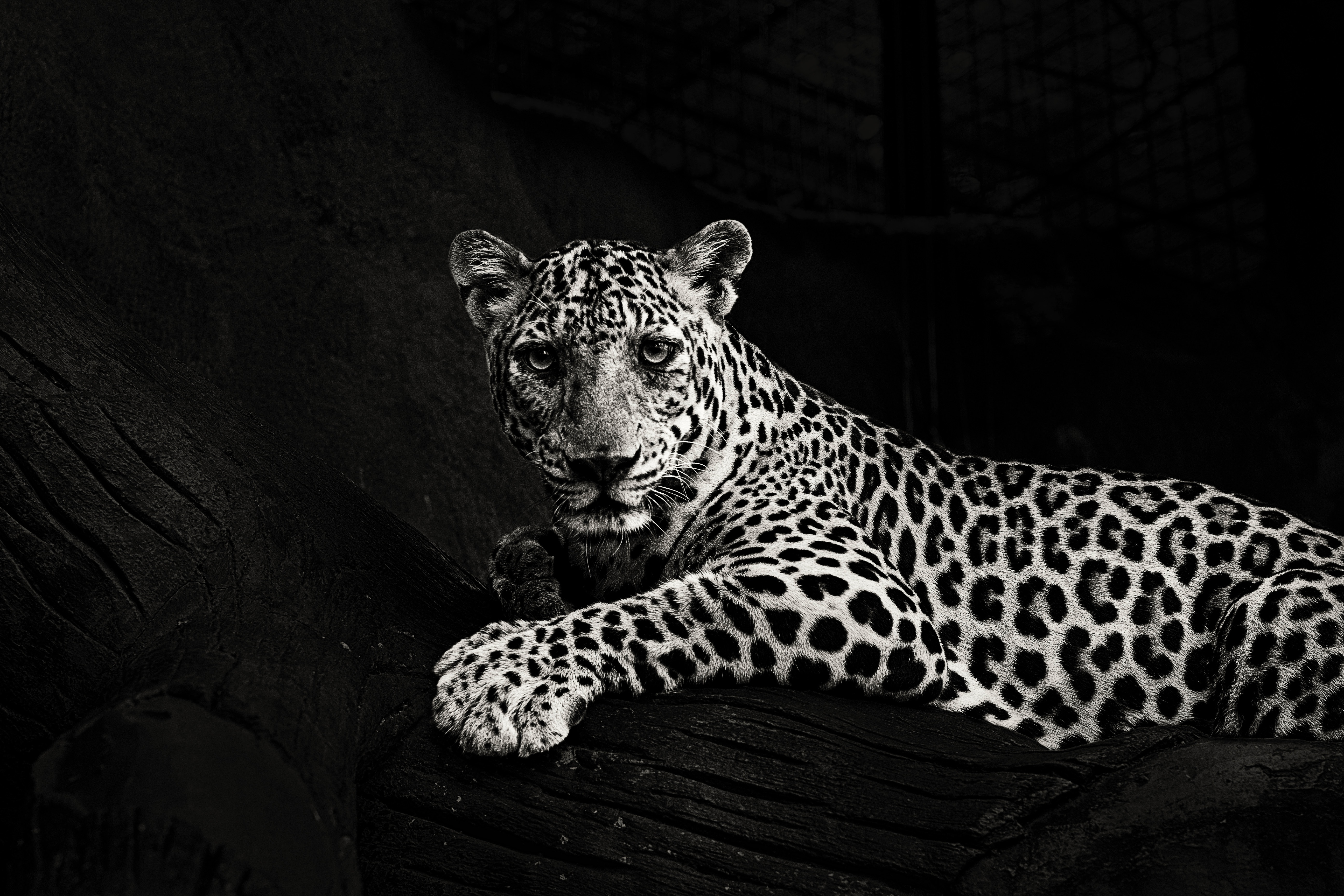 53051 скачать обои ягуар, большая кошка, чб, взгляд, хищник, животные - заставки и картинки бесплатно