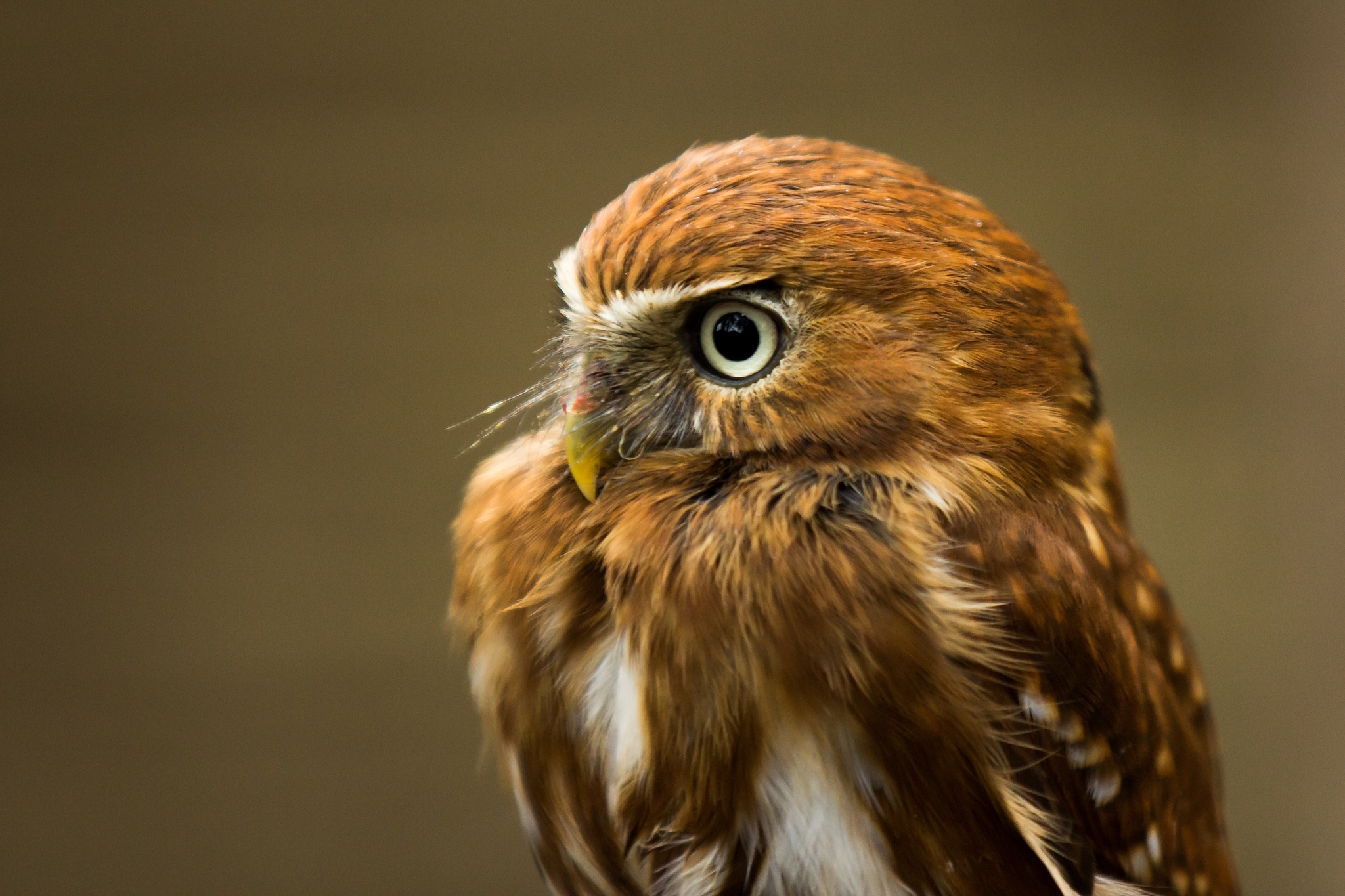bird, owl, animals, predator 4K for PC