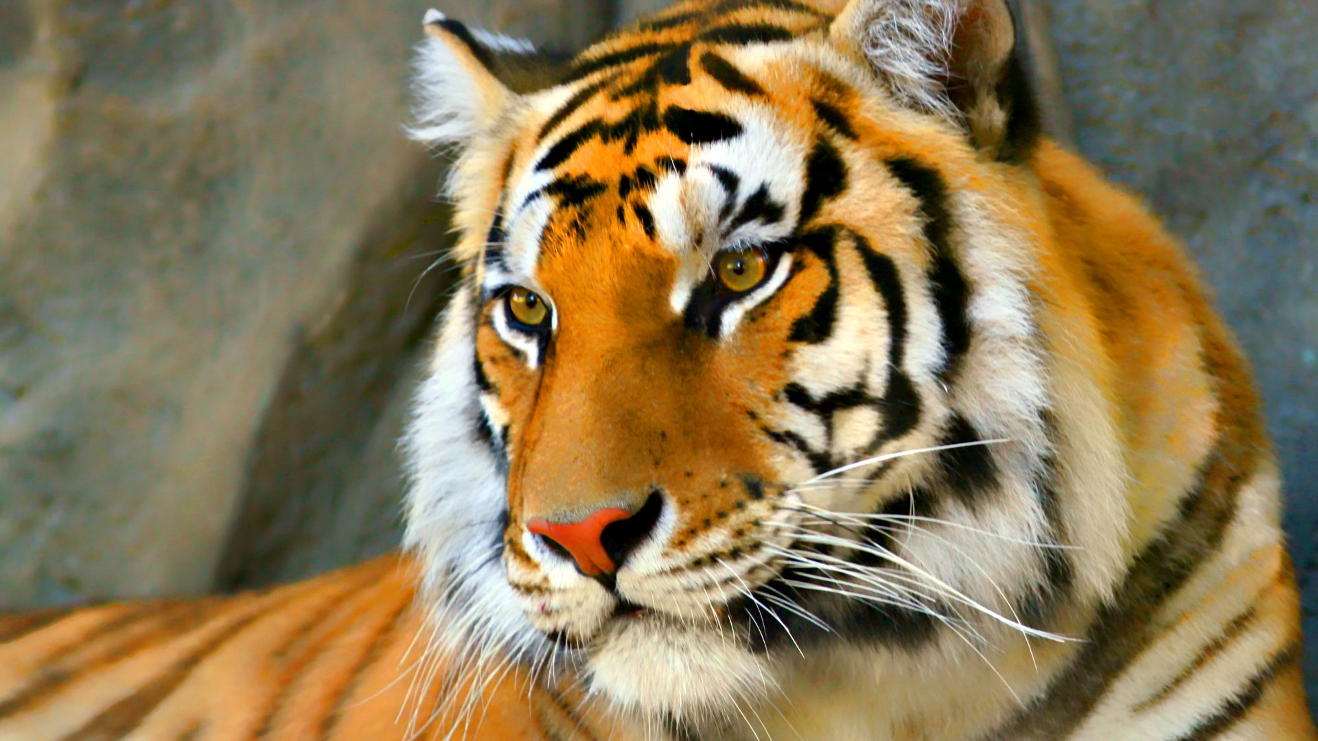 1499237 descargar imagen animales, tigre, bengala, de cerca: fondos de pantalla y protectores de pantalla gratis