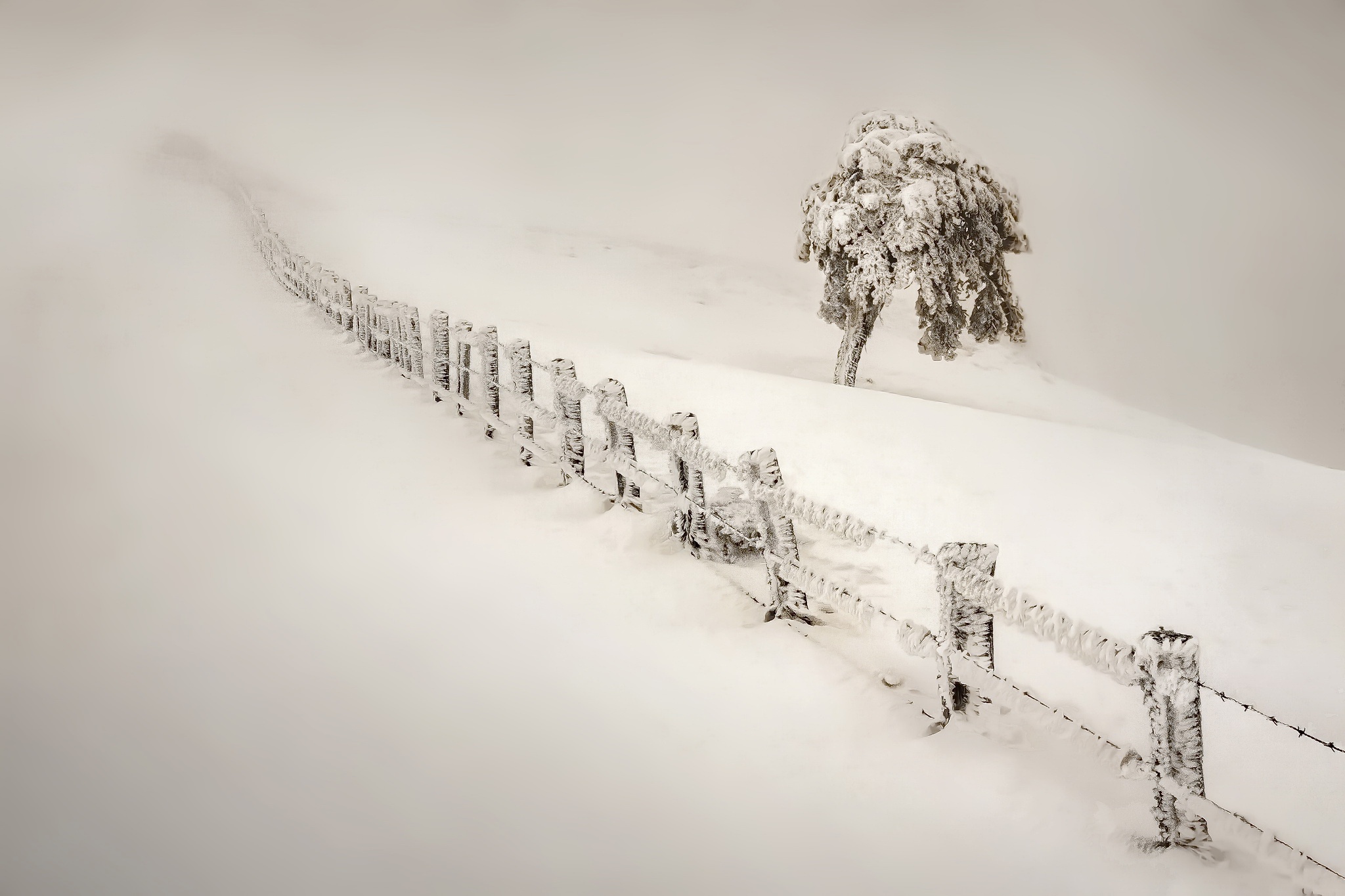 Скачать картинку Зима, Природа, Снег, Дерево, Туман, Белый, Ограда, Земля/природа в телефон бесплатно.
