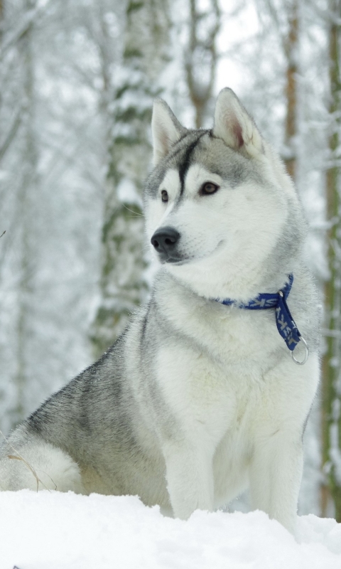 Baixar papel de parede para celular de Animais, Inverno, Cães, Cão, Husky, Husky Siberiano gratuito.