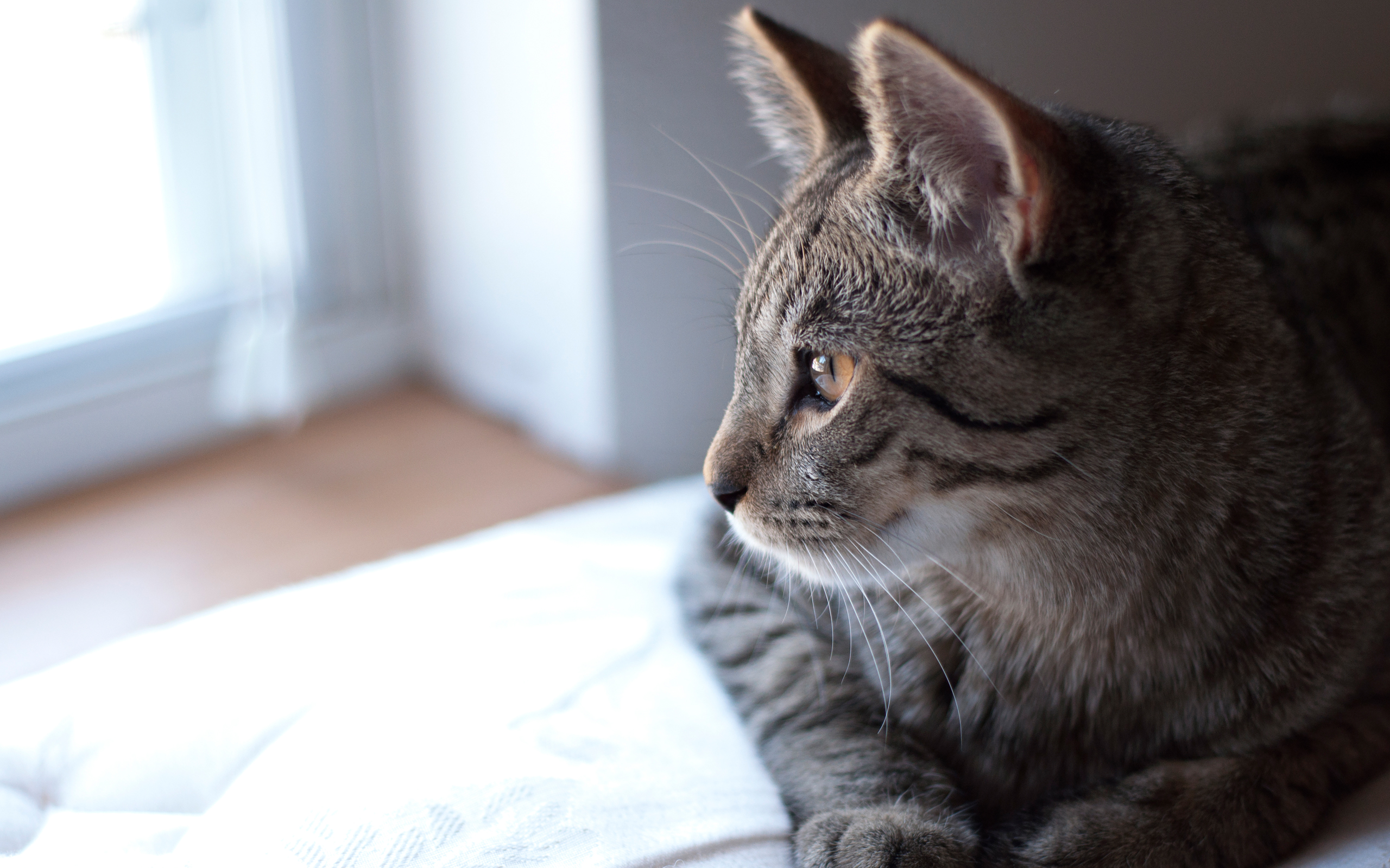 Baixe gratuitamente a imagem Gato, Gatos, Animais na área de trabalho do seu PC