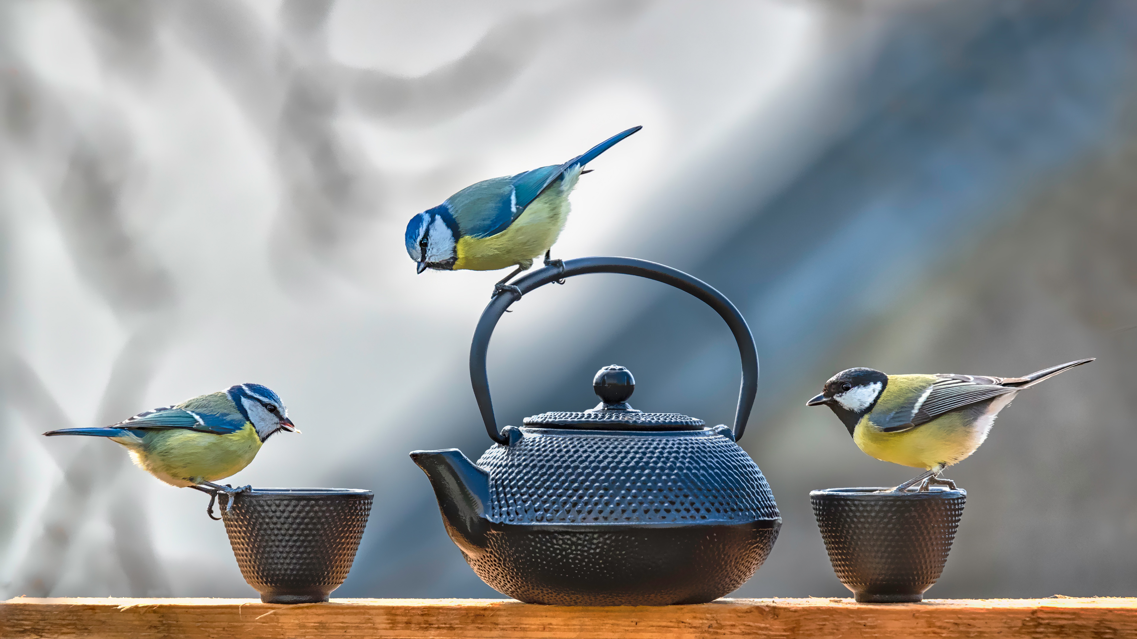 Download mobile wallpaper Birds, Bird, Animal, Teapot, Titmouse for free.