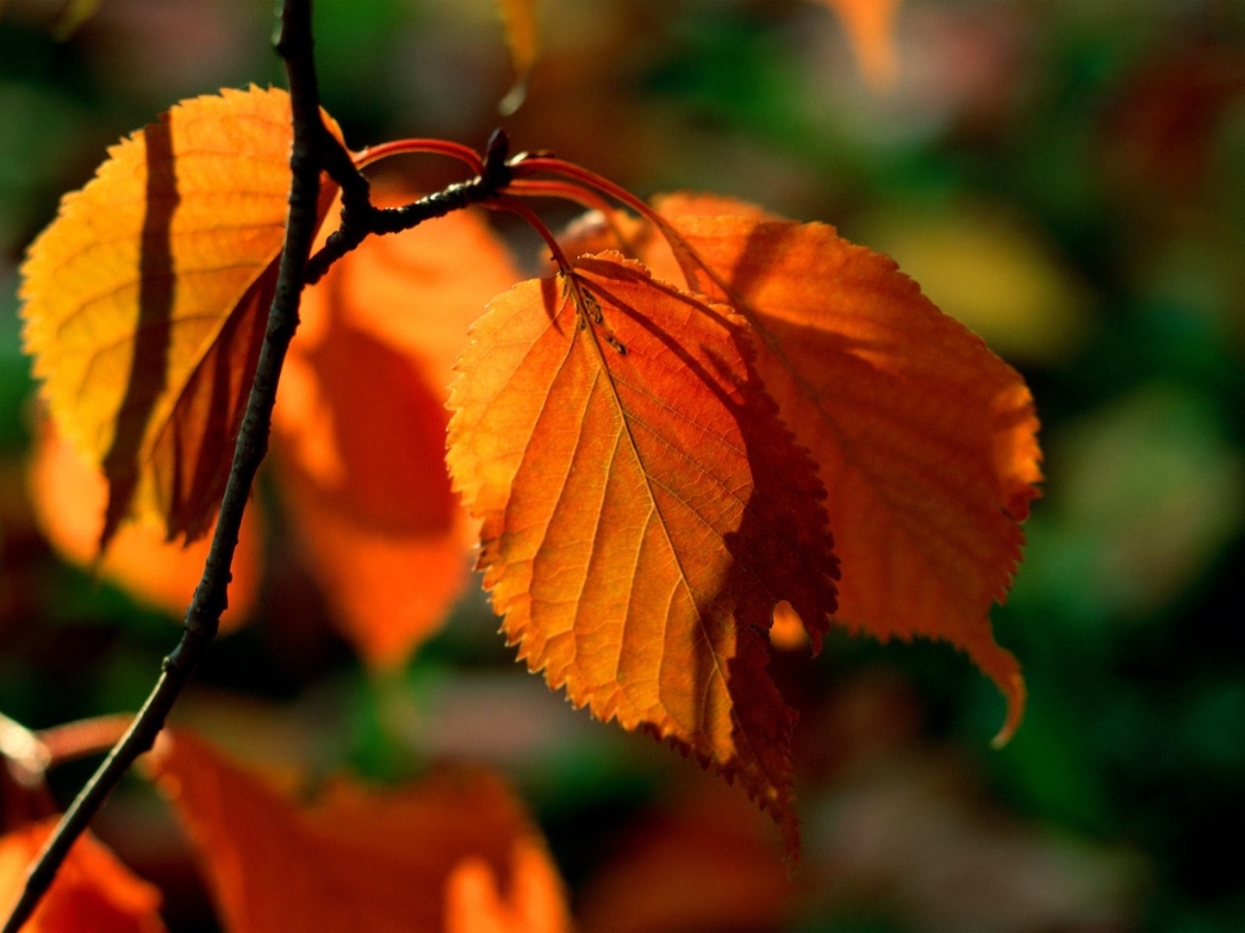 PCデスクトップに植物, 秋, 葉画像を無料でダウンロード