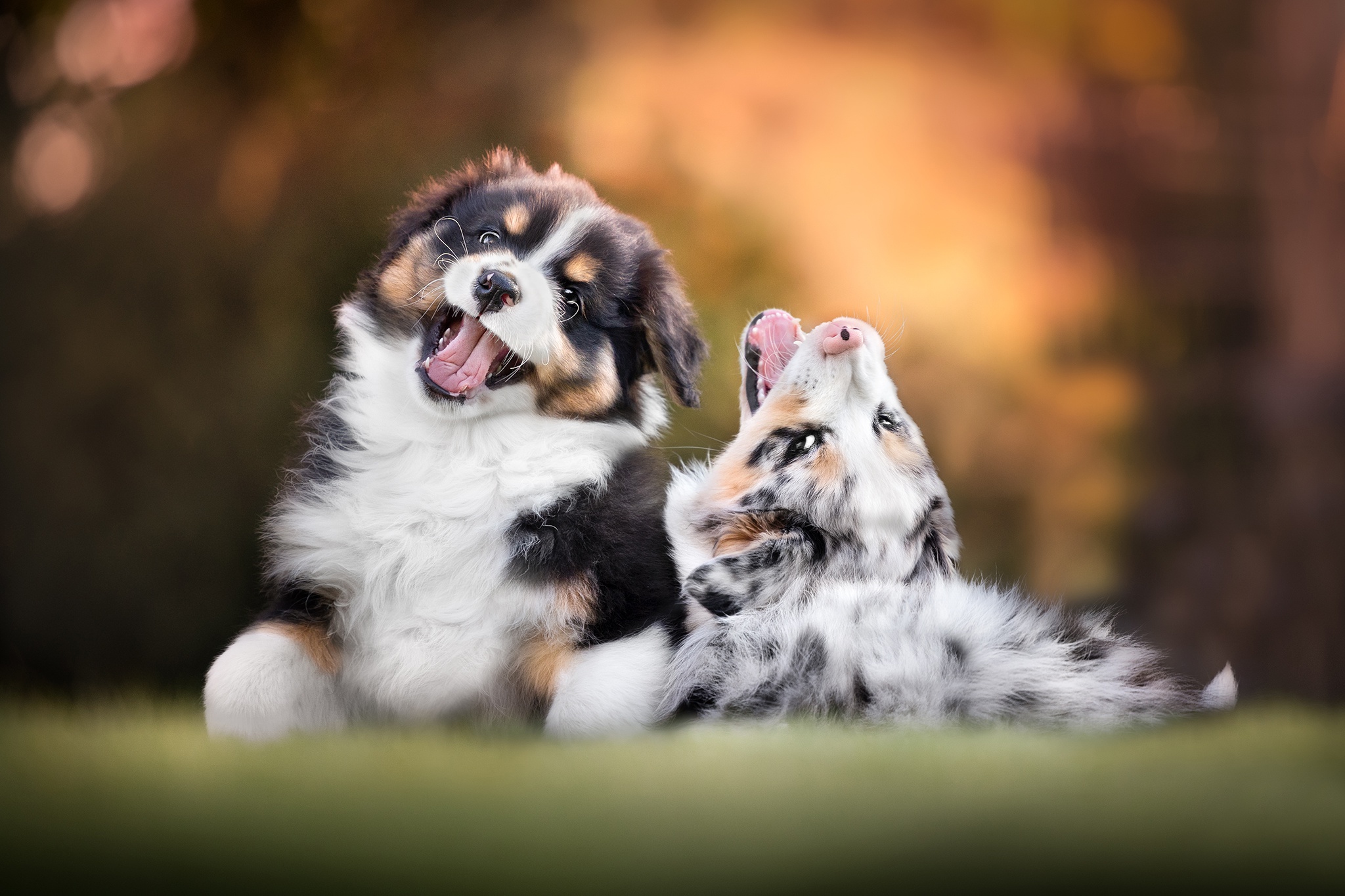 Download mobile wallpaper Dogs, Animal, Puppy, Australian Shepherd, Baby Animal for free.