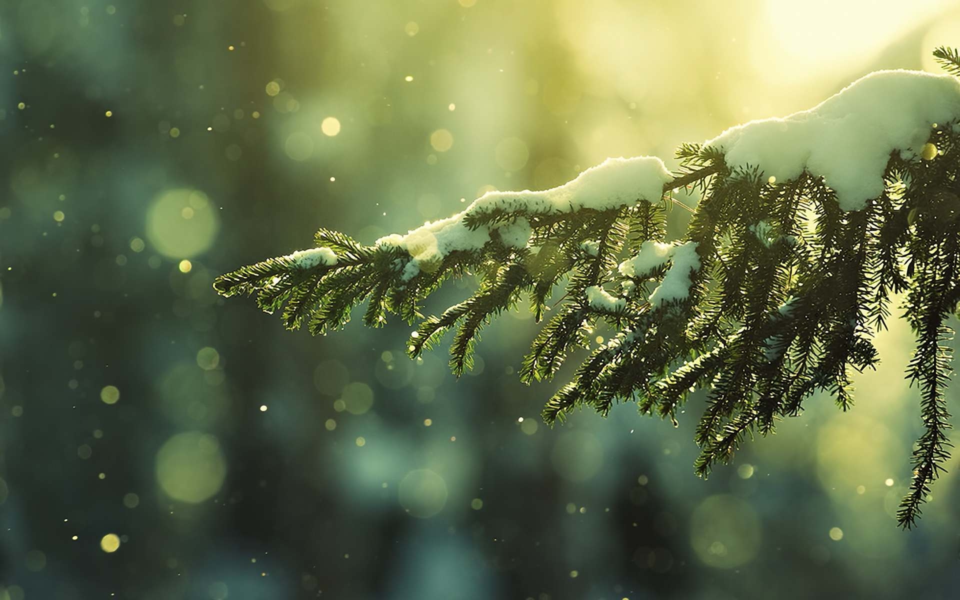 fir trees, plants, trees, snow, green Full HD