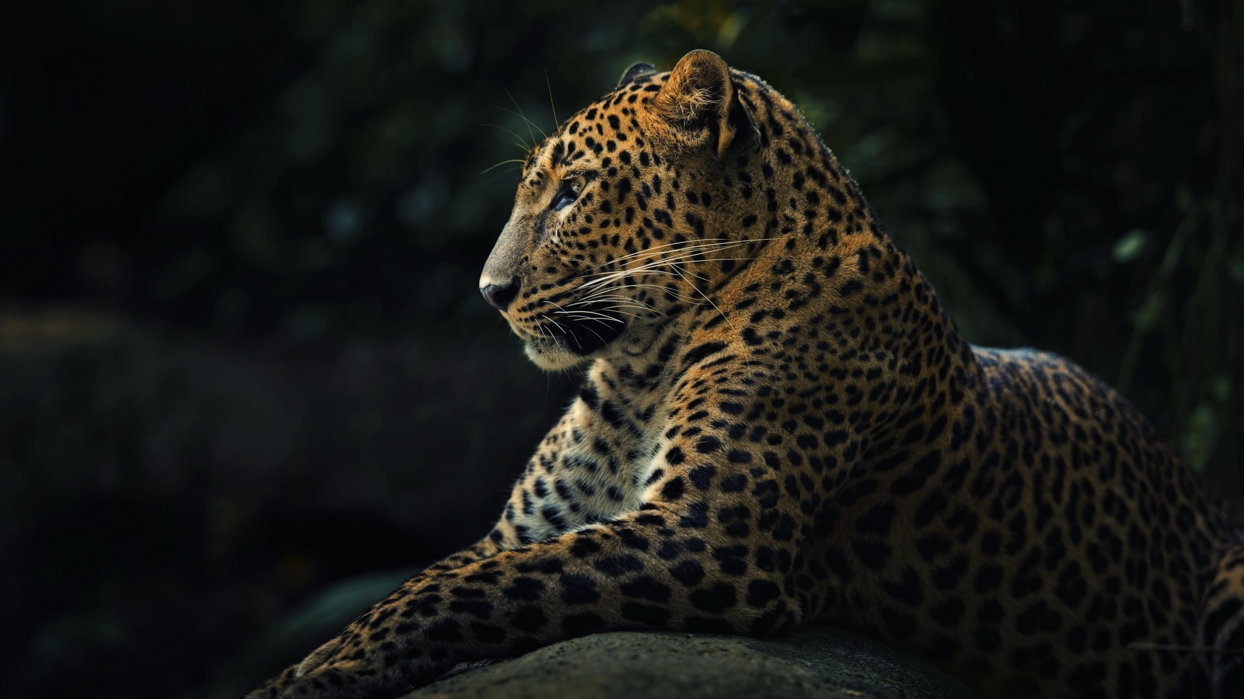 350775 Hintergrundbild herunterladen tiere, leopard, schnurrhaare, katzen - Bildschirmschoner und Bilder kostenlos
