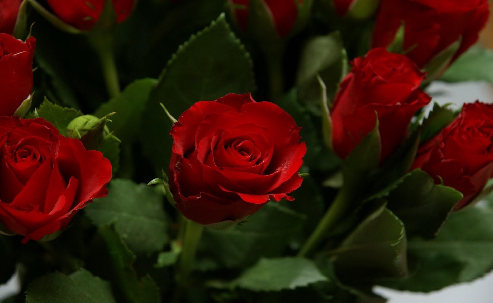 Скачать обои бесплатно Яркие, Розы, Цветы, Букет картинка на рабочий стол ПК