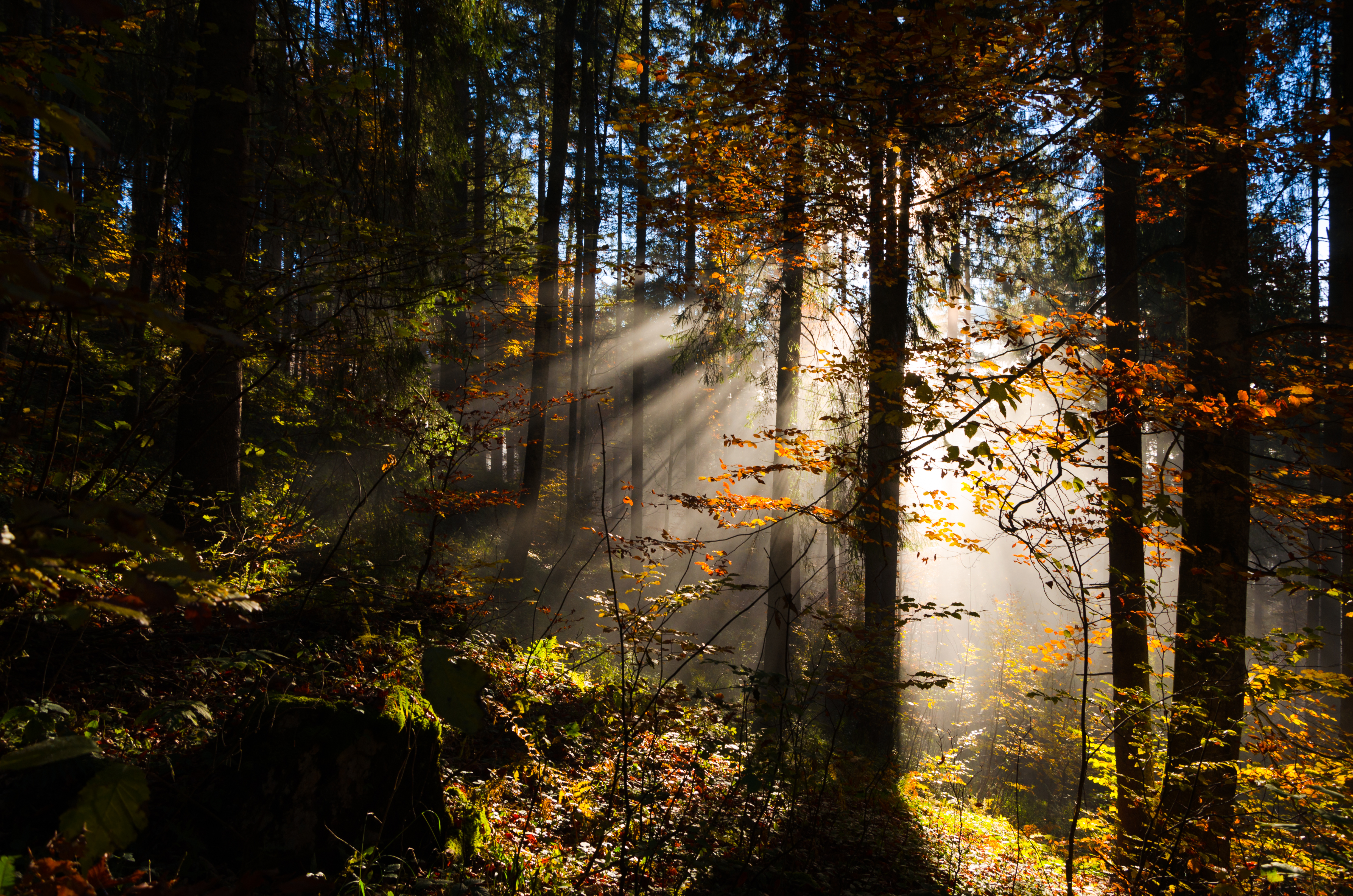 nature, trees, forest, foliage, lights of a sun, rays of the sun