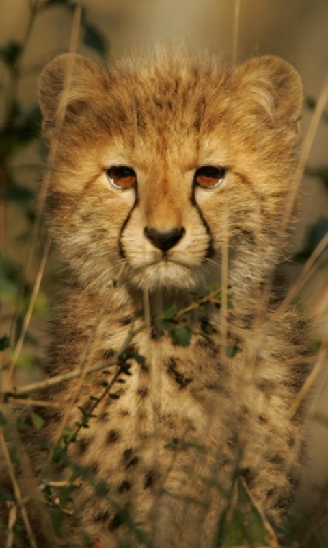 Téléchargez des papiers peints mobile Animaux, Chats, Guépard gratuitement.