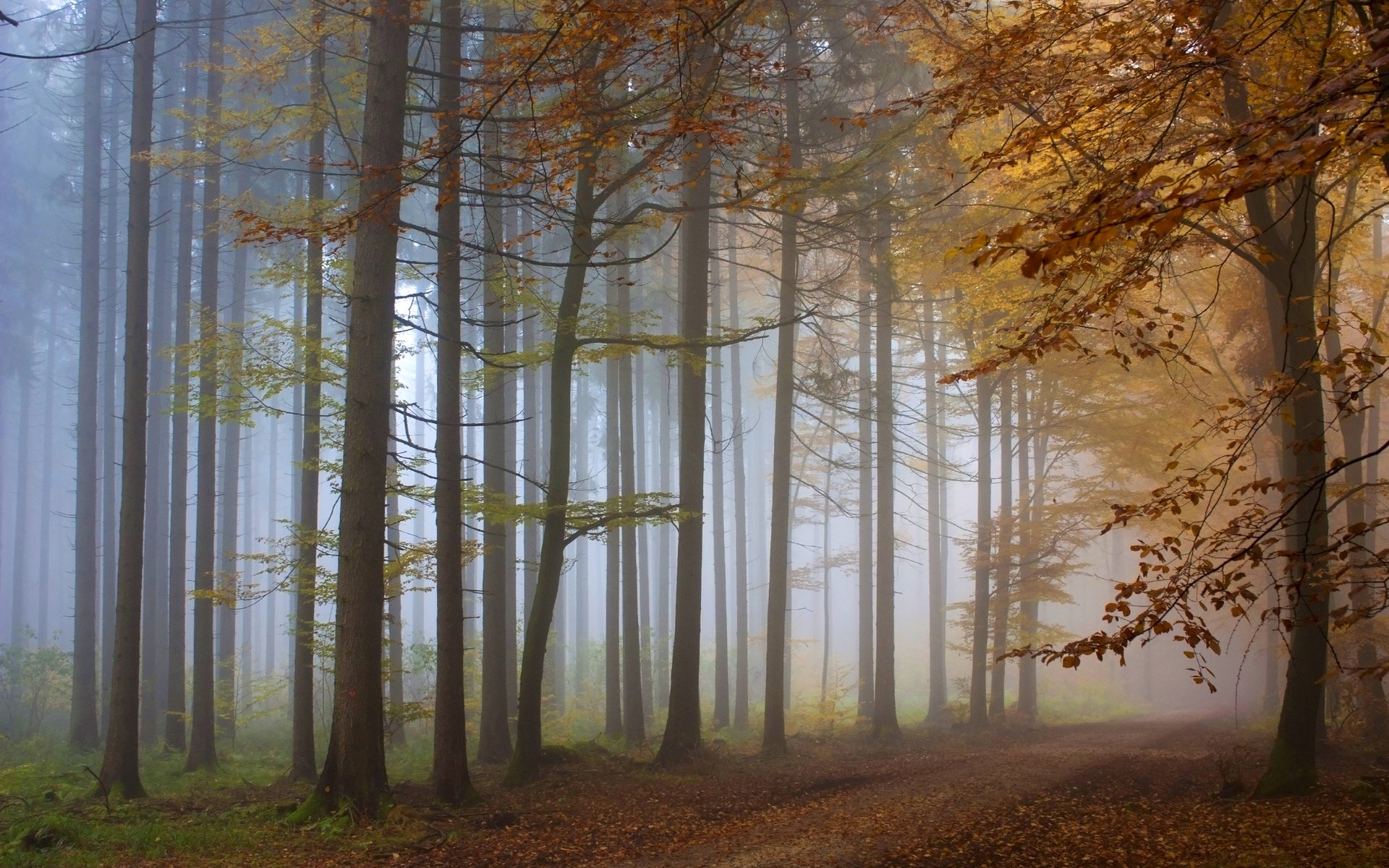 Baixe gratuitamente a imagem Outono, Floresta, Árvore, Terra/natureza na área de trabalho do seu PC