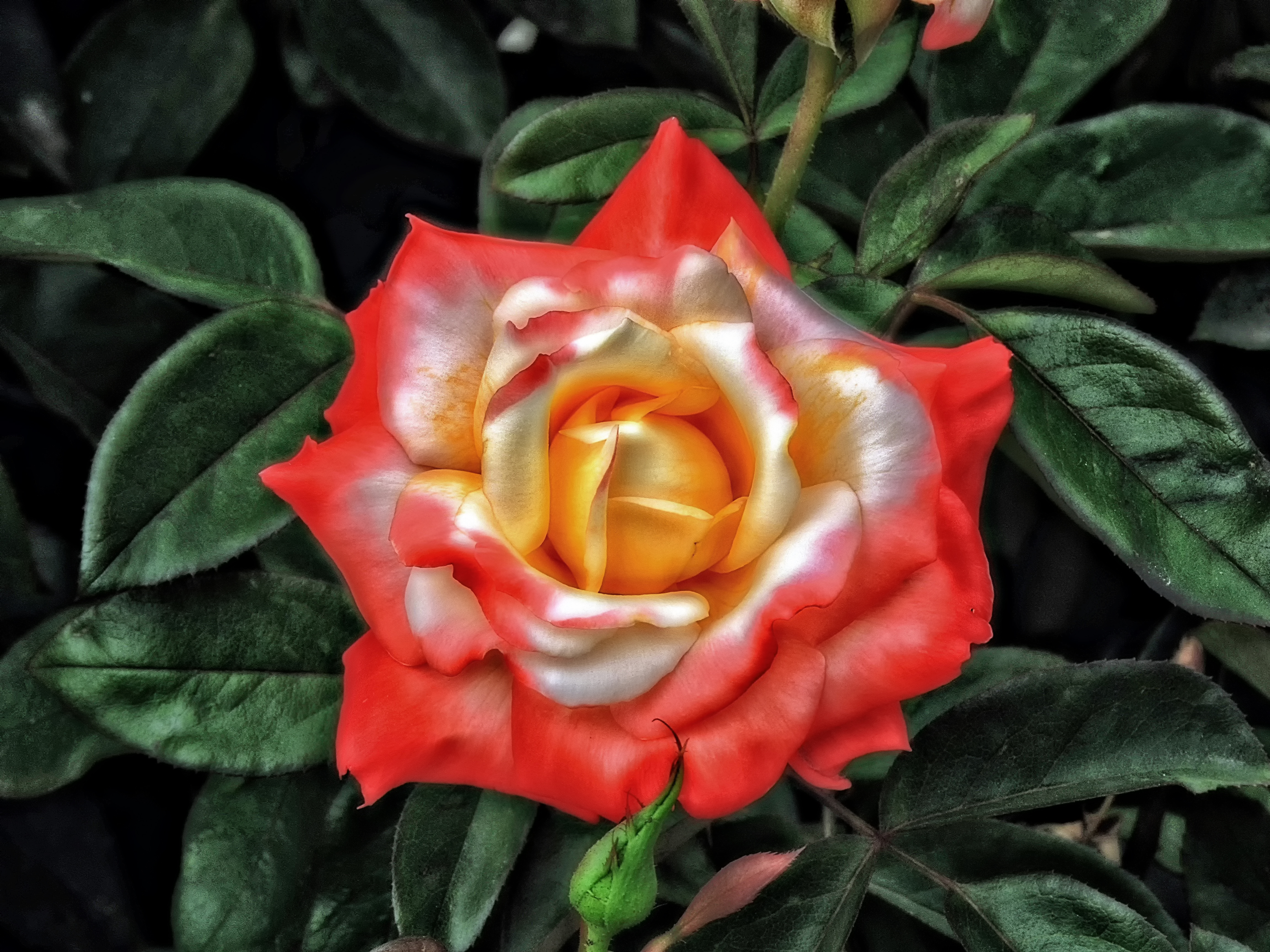 Скачать обои бесплатно Цветок, Роза, Листва, Земля/природа, Персиковый Цветок, Флауэрсы картинка на рабочий стол ПК