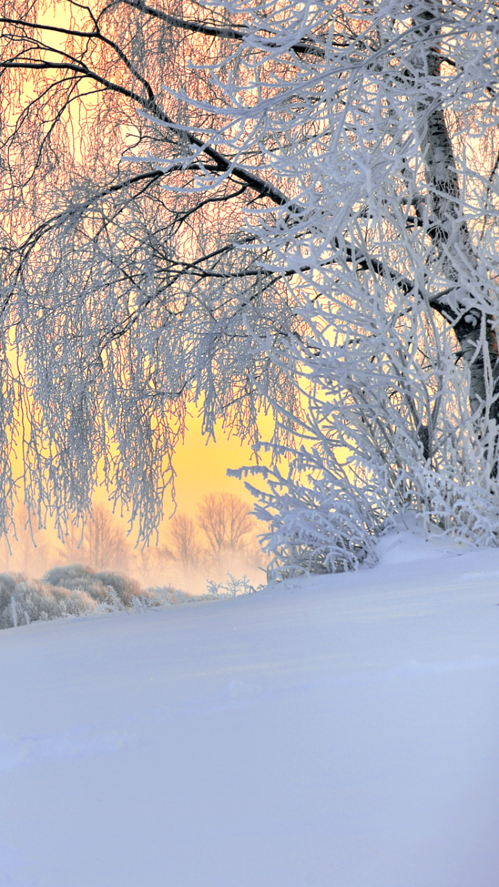 無料モバイル壁紙風景, 冬, 木, 日没, 雪, 地球, ロシア, 教会, 写真撮影をダウンロードします。