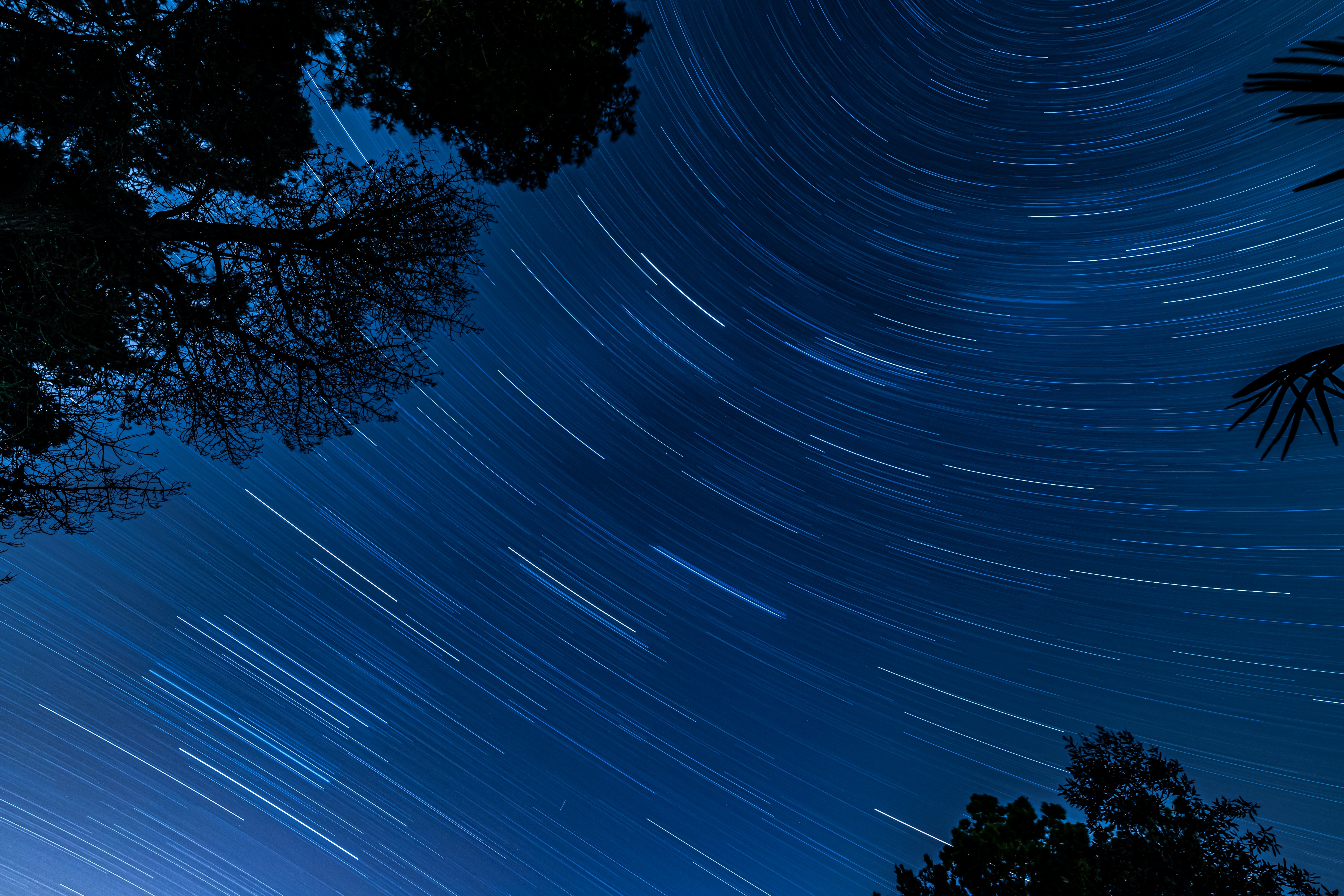 smooth, trees, stars, dark, blur, starry sky, long exposure, rotation 4K, Ultra HD
