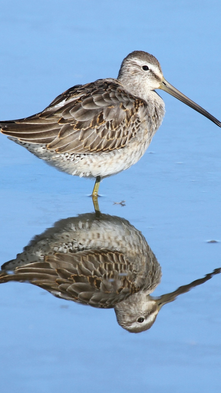 Download mobile wallpaper Birds, Reflection, Bird, Animal for free.