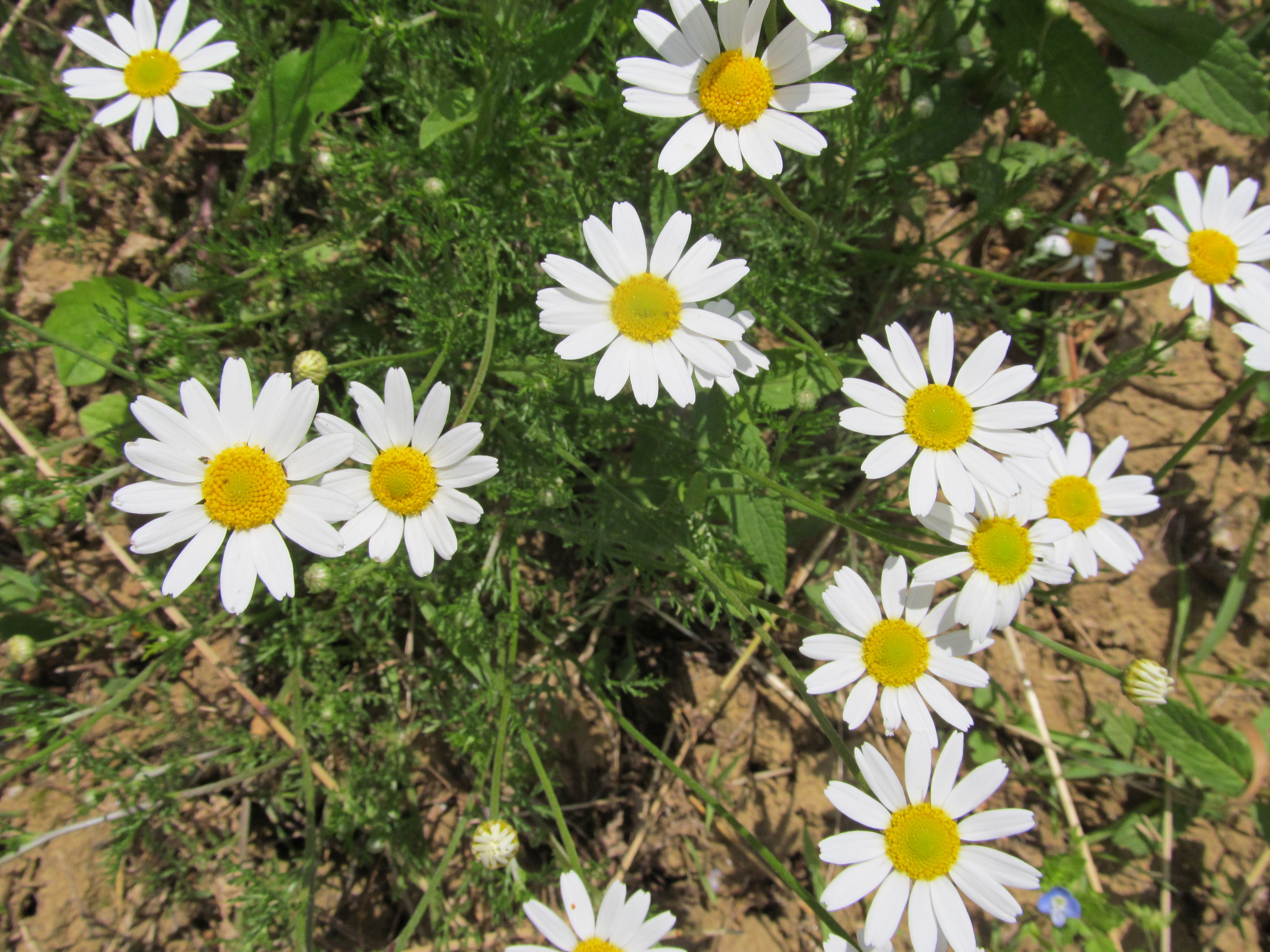 Descarga gratis la imagen Flores, Flor, Margarita, Tierra/naturaleza en el escritorio de tu PC