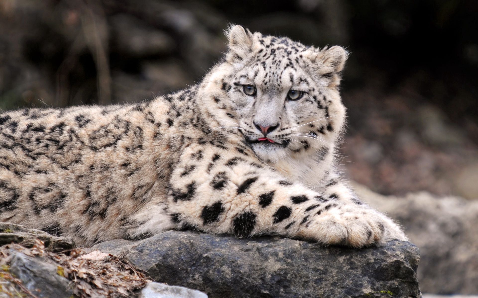 131783 baixar papel de parede animais, snow leopard, deitar se, mentir, predator, predador, gordo, grosso - protetores de tela e imagens gratuitamente