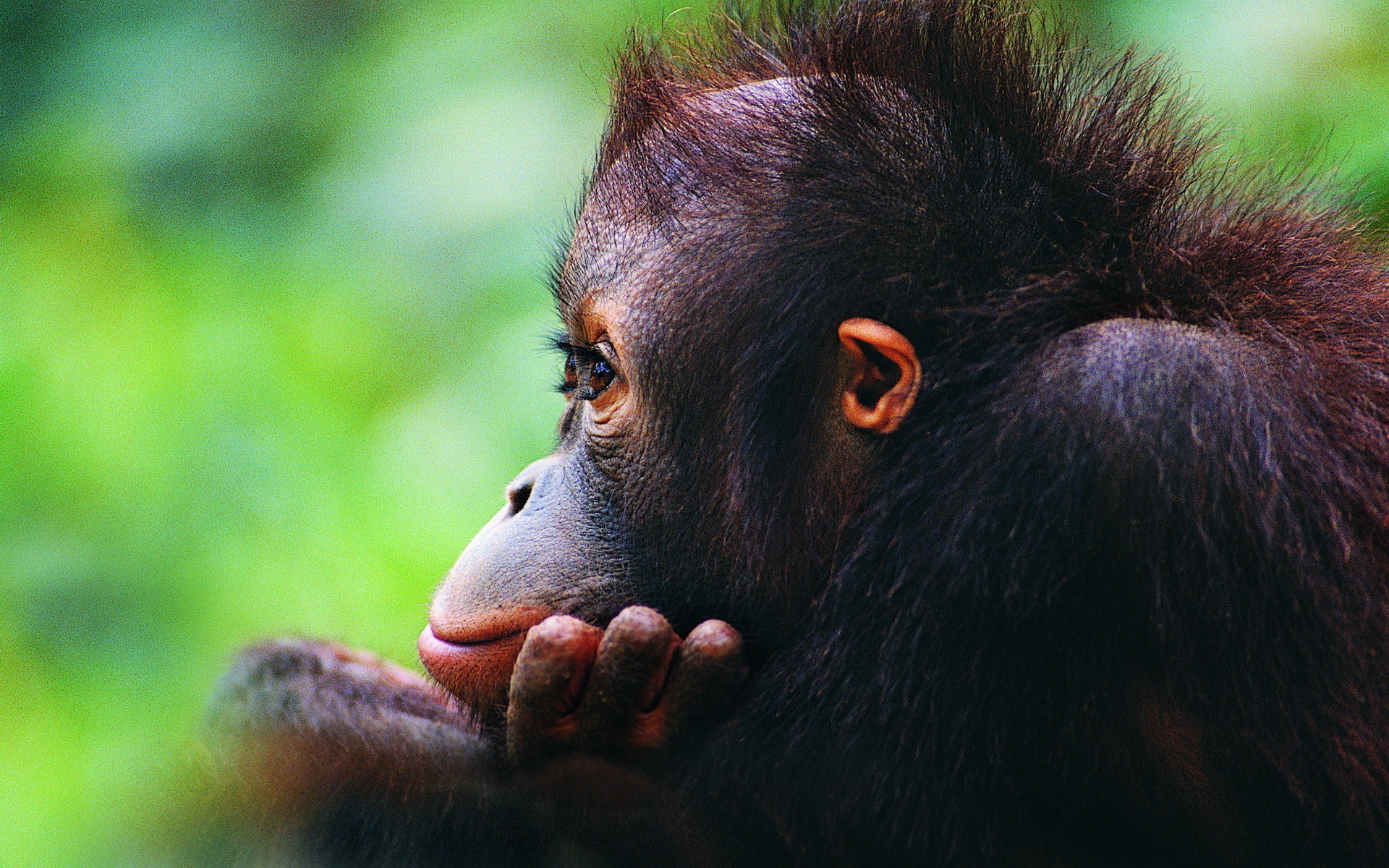 300900 baixar papel de parede animais, orangotango, macacos - protetores de tela e imagens gratuitamente