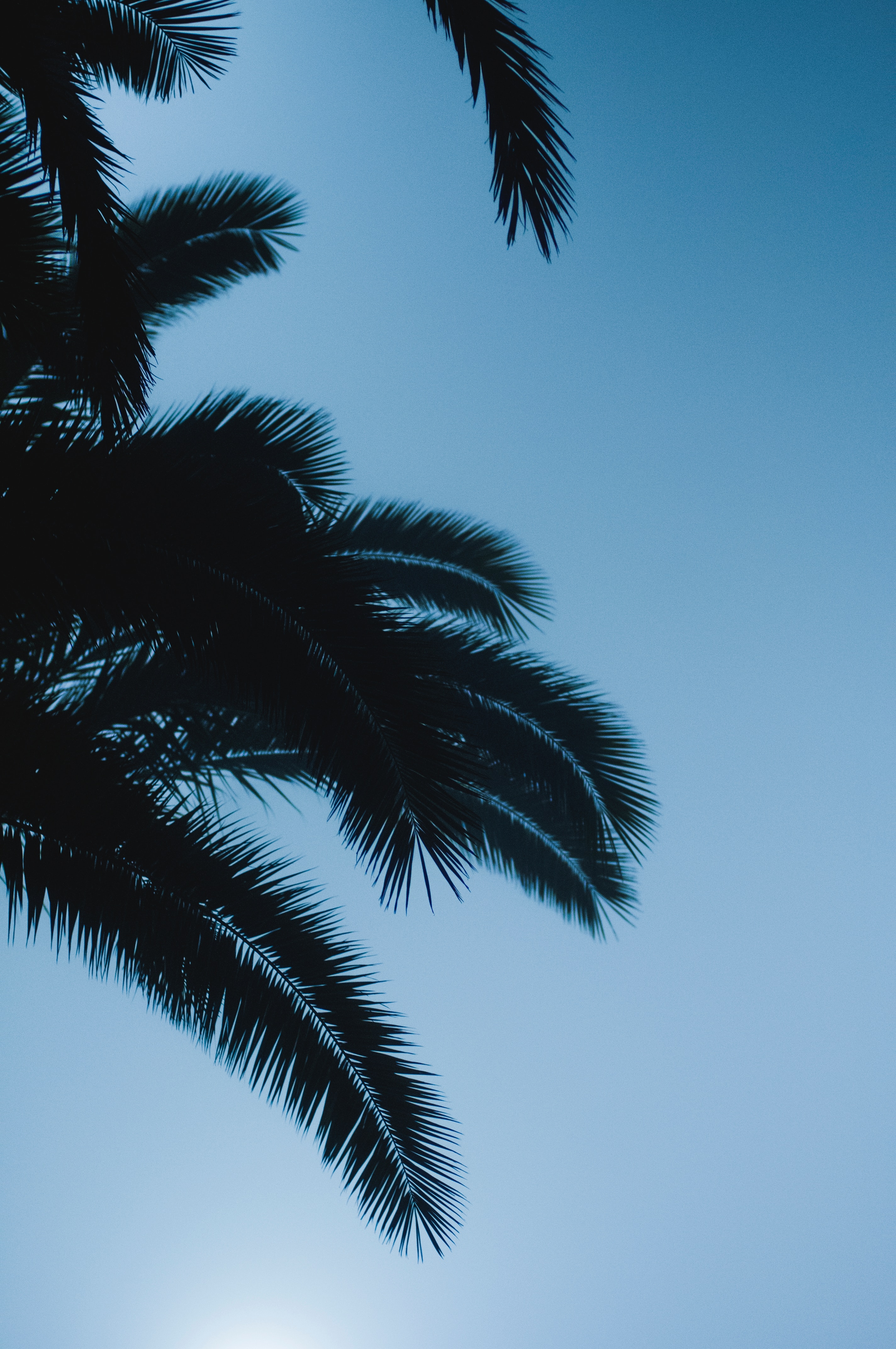 Free download wallpaper Nature, Sky, Palm, Branches, Leaves, Dark on your PC desktop