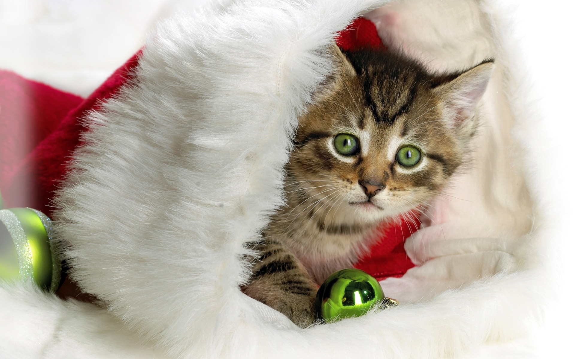 Laden Sie das Neujahr, Feiertage, Tiere, Katzen-Bild kostenlos auf Ihren PC-Desktop herunter