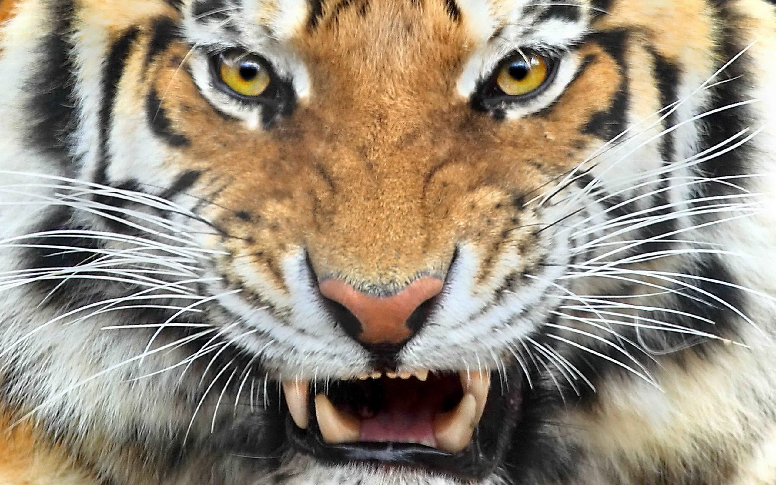 無料モバイル壁紙動物, 猫, 虎をダウンロードします。