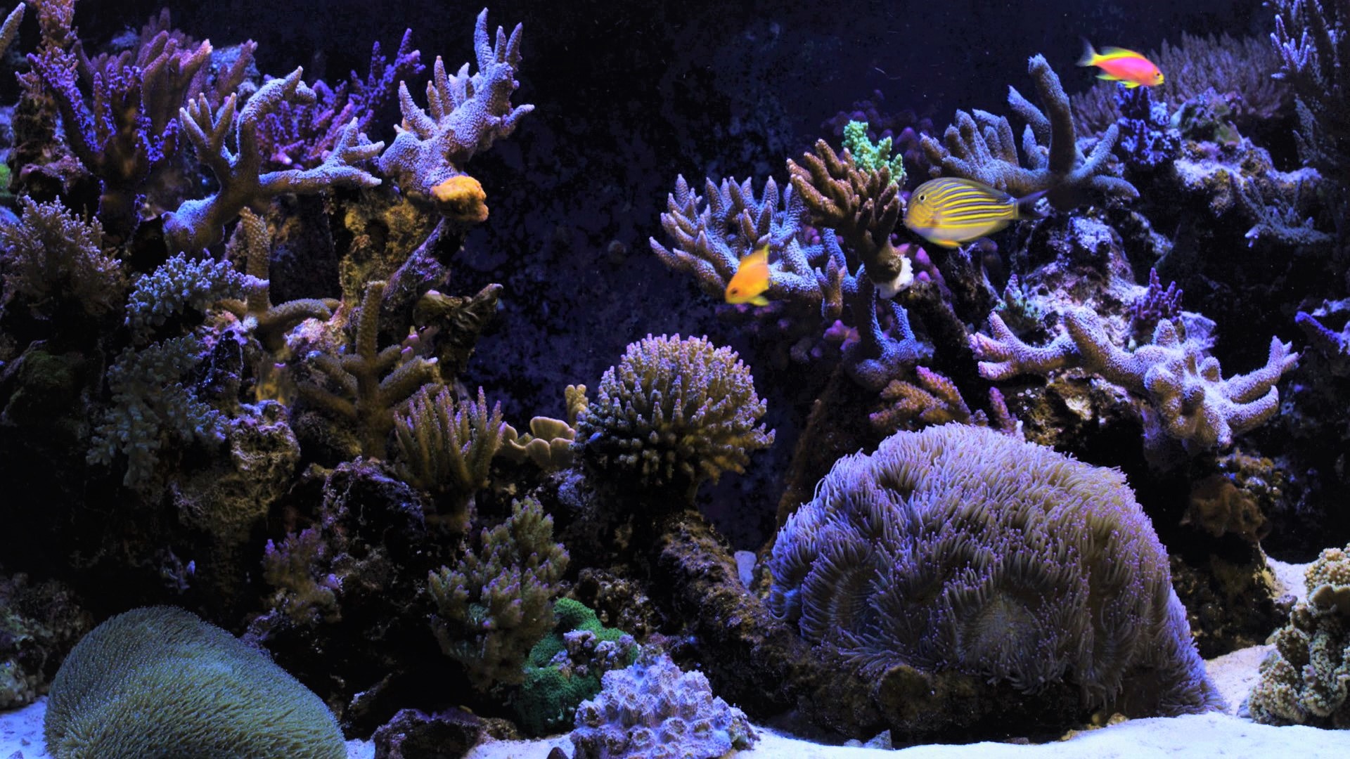 428467 скачать обои кораллы, животные, рыбы, аквариум, пурпурный, тропическая рыба - заставки и картинки бесплатно