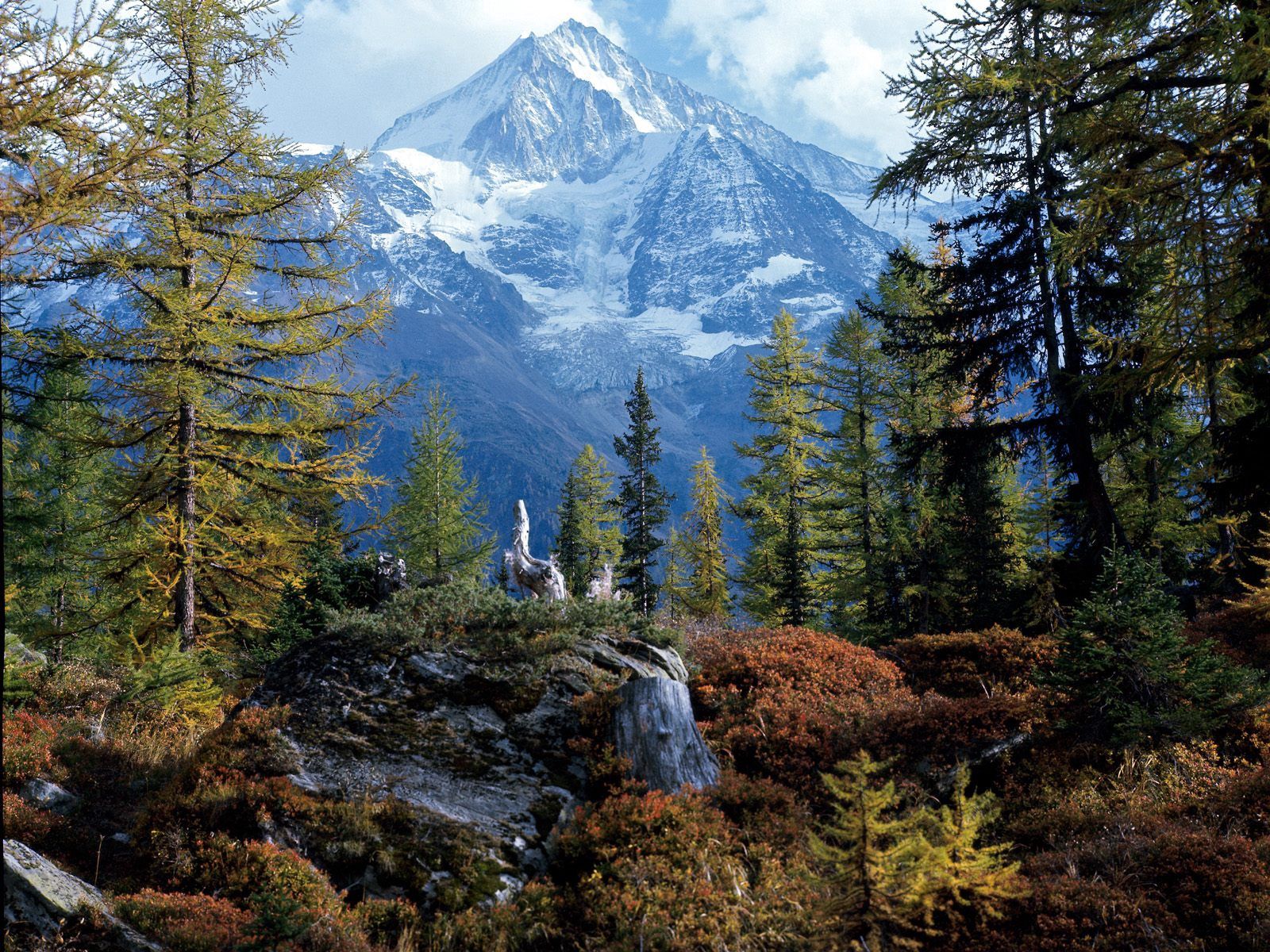 150414 скачать картинку швейцария, природа, деревья, горы, вершина, лес, бичхорн - обои и заставки бесплатно