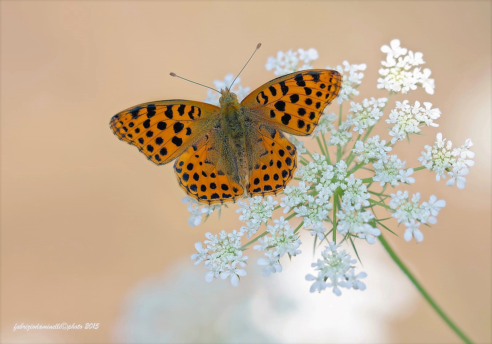 Download mobile wallpaper Flower, Butterfly, Animal, White Flower for free.