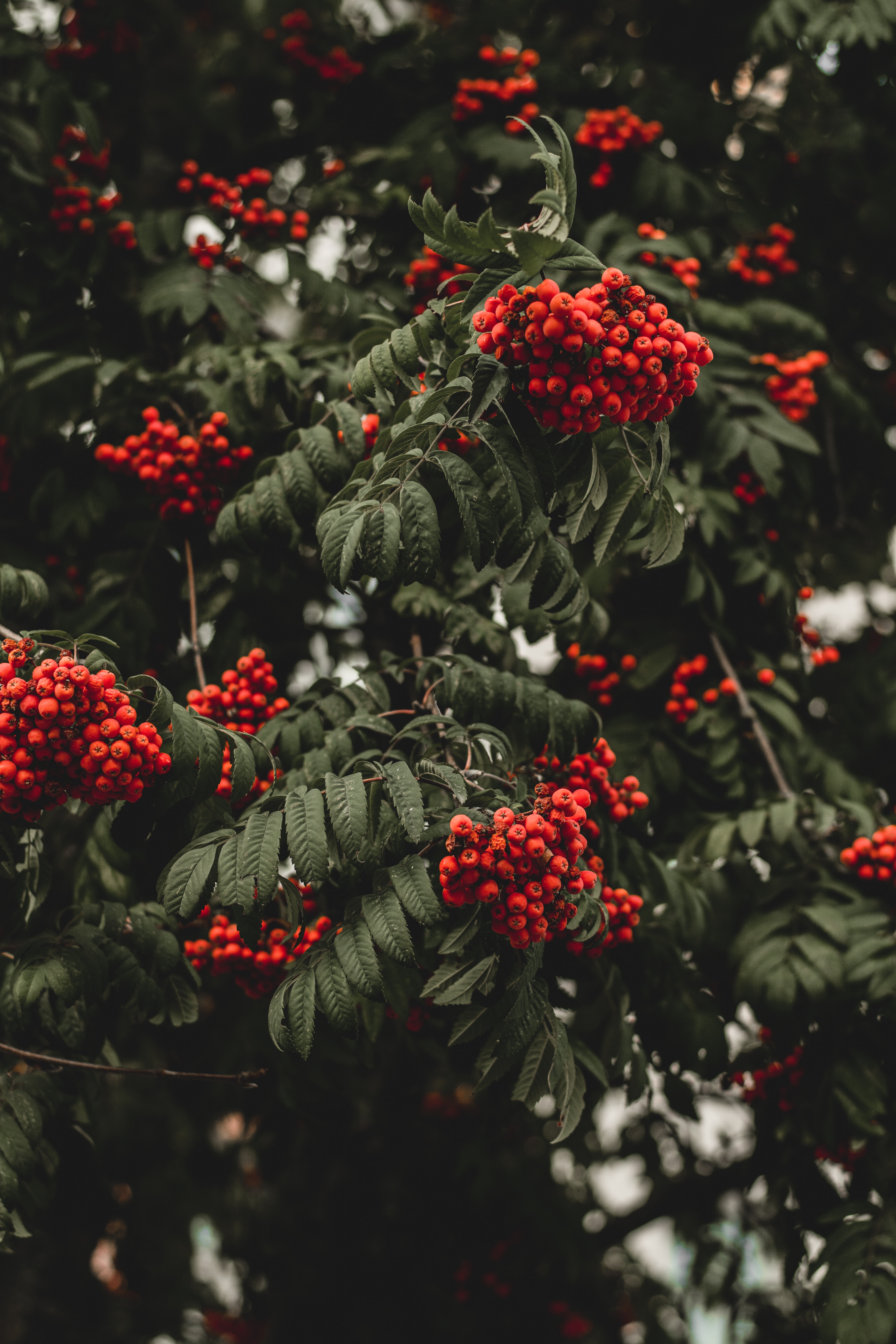 Download mobile wallpaper Rowan, Branch, Berries, Autumn, Nature for free.