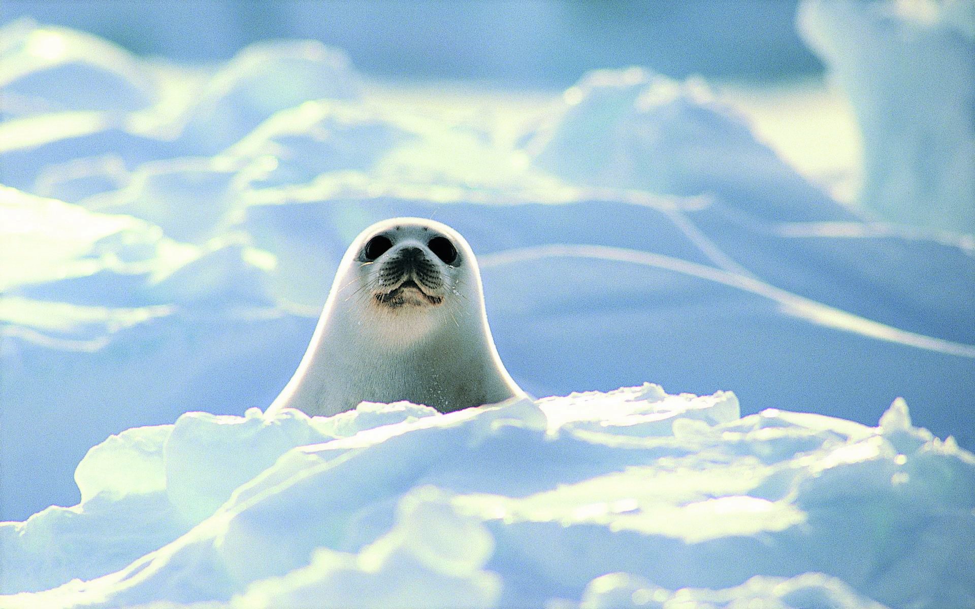 425658 скачать обои гренландский тюлень, милые, животные, печать, земля, уплотнения - заставки и картинки бесплатно