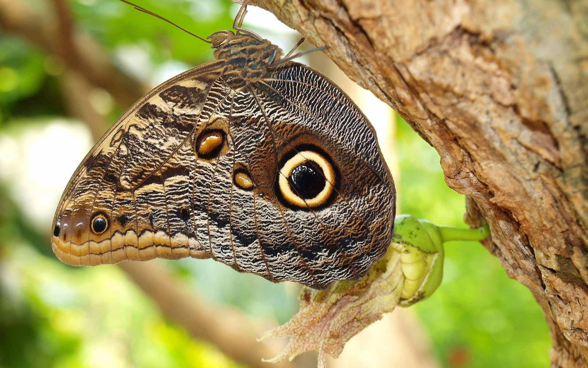 Descarga gratuita de fondo de pantalla para móvil de Mariposa, Animales.