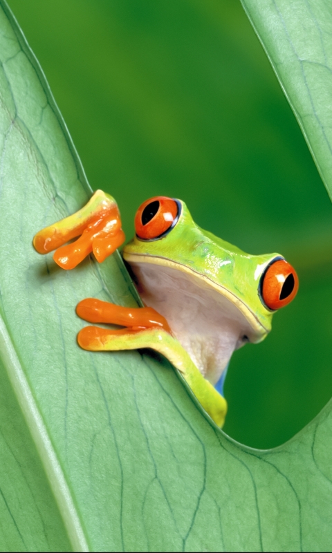 Download mobile wallpaper Frogs, Leaf, Animal, Amphibian, Tree Frog, Red Eyed Tree Frog for free.