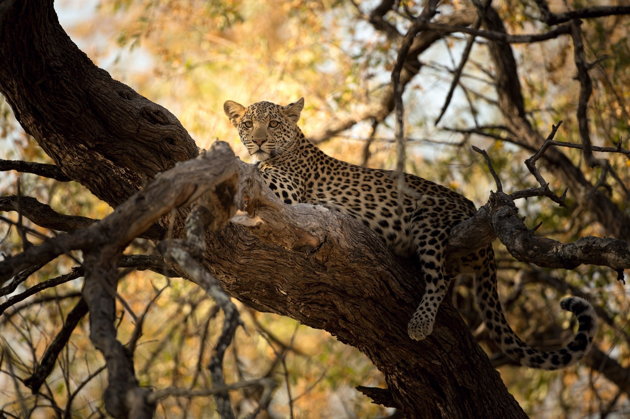 Descarga gratuita de fondo de pantalla para móvil de Leopardo, Gatos, Animales.