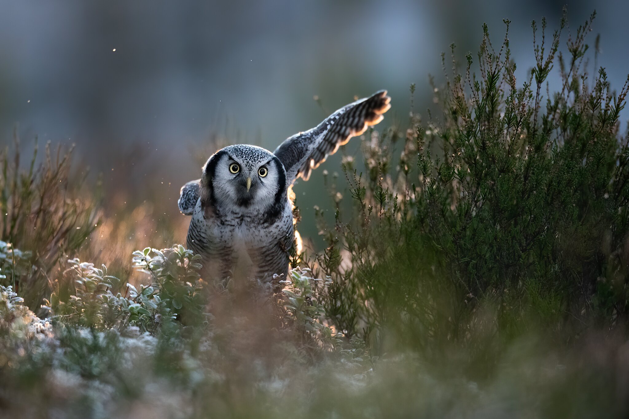 Téléchargez des papiers peints mobile Animaux, Hibou, Des Oiseaux gratuitement.