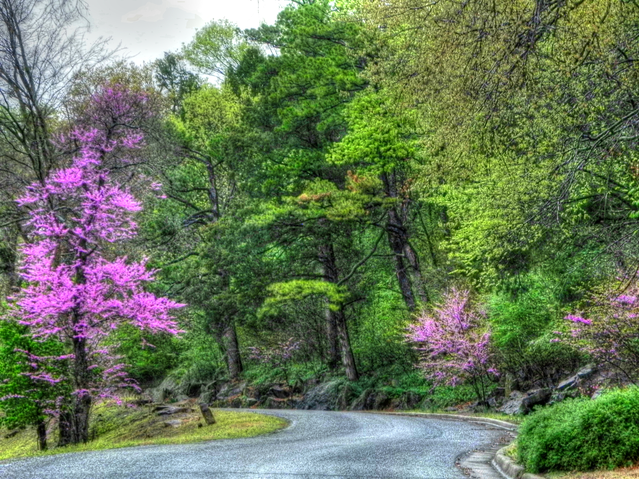 Descarga gratuita de fondo de pantalla para móvil de Árbol, Florecer, Primavera, Carretera, Flor Purpura, Hecho Por El Hombre.