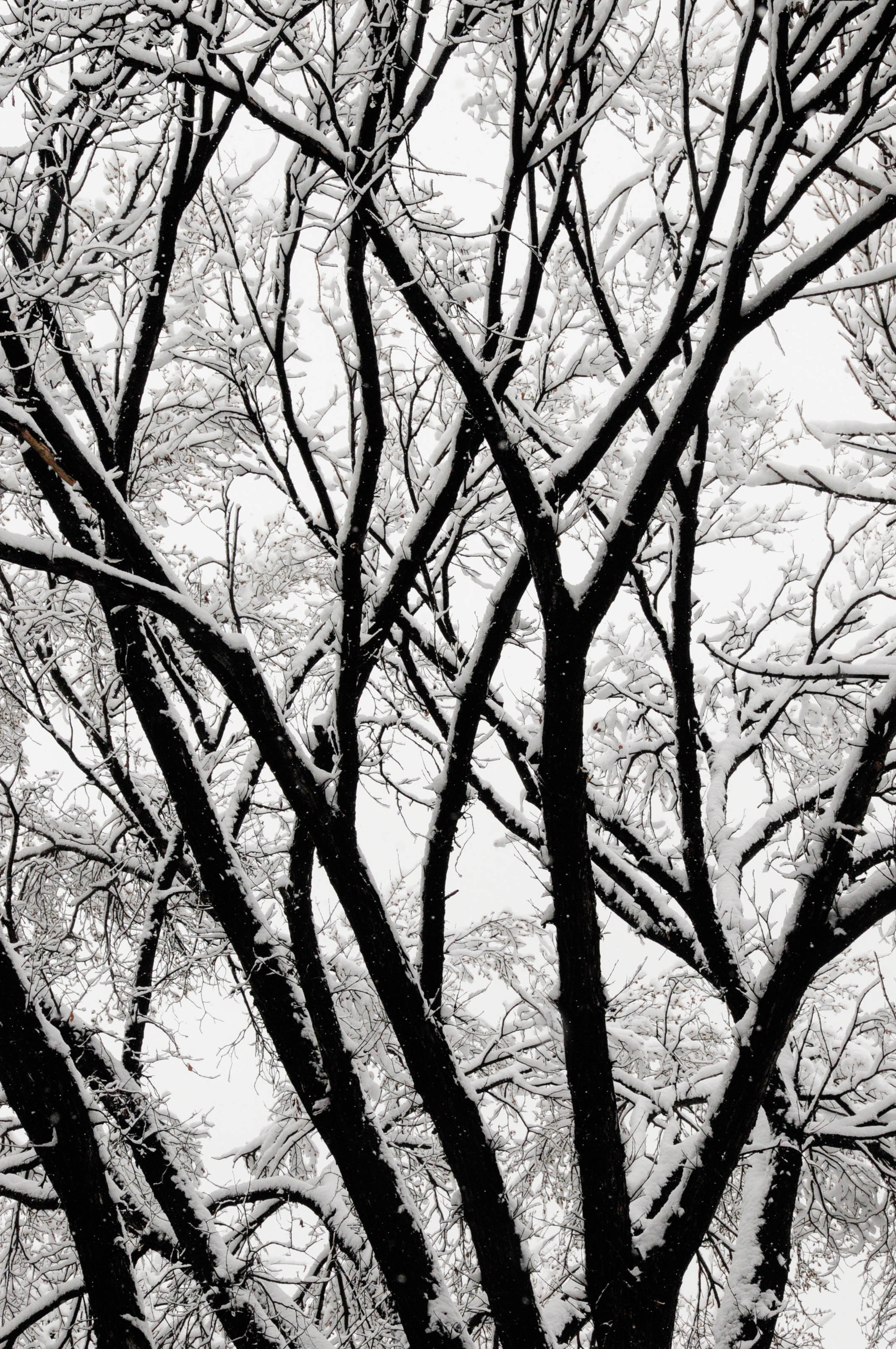 Скачать обои бесплатно Природа, Дерево, Ветки, Снег, Чб, Зима картинка на рабочий стол ПК