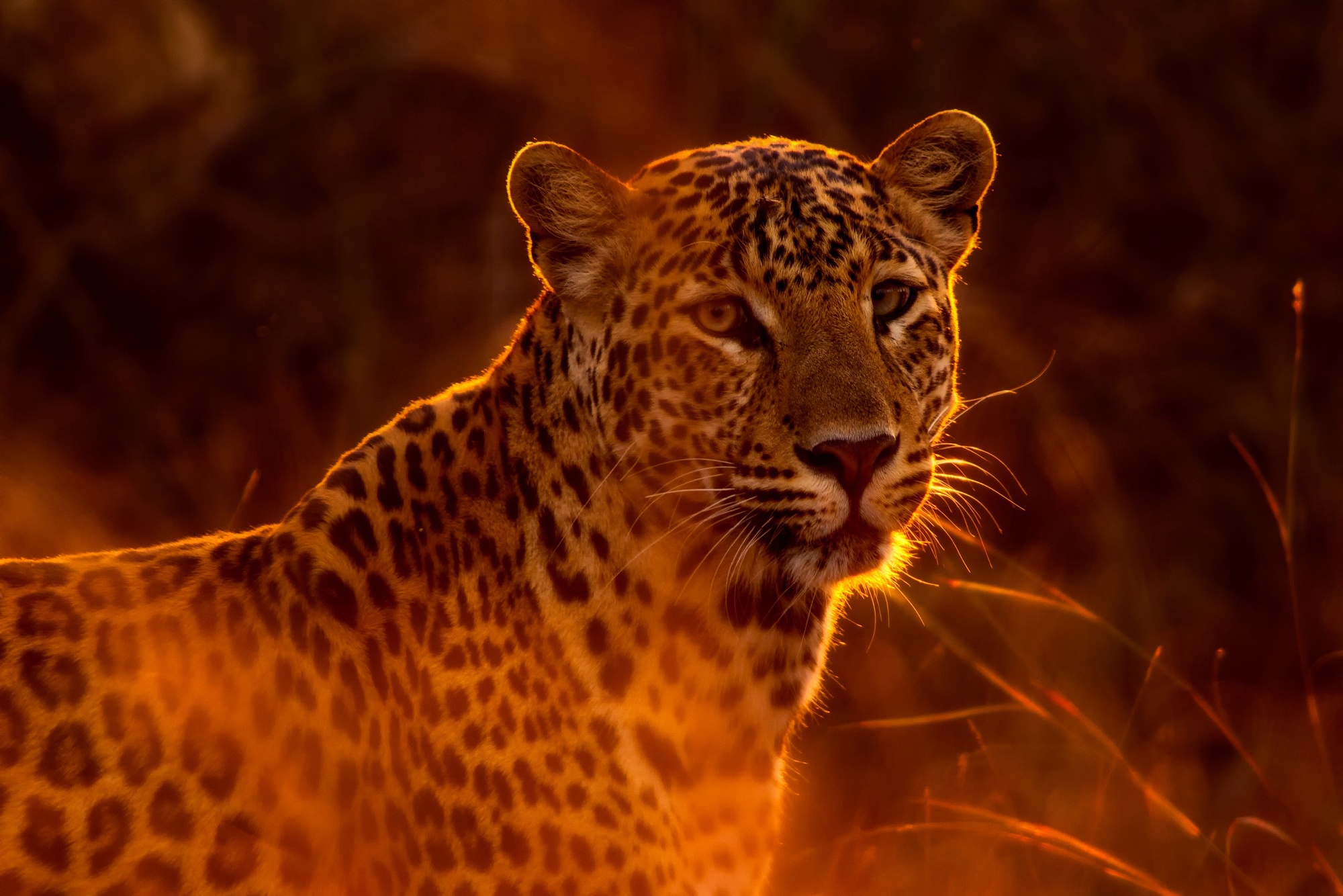 Download mobile wallpaper Cats, Leopard, Animal for free.