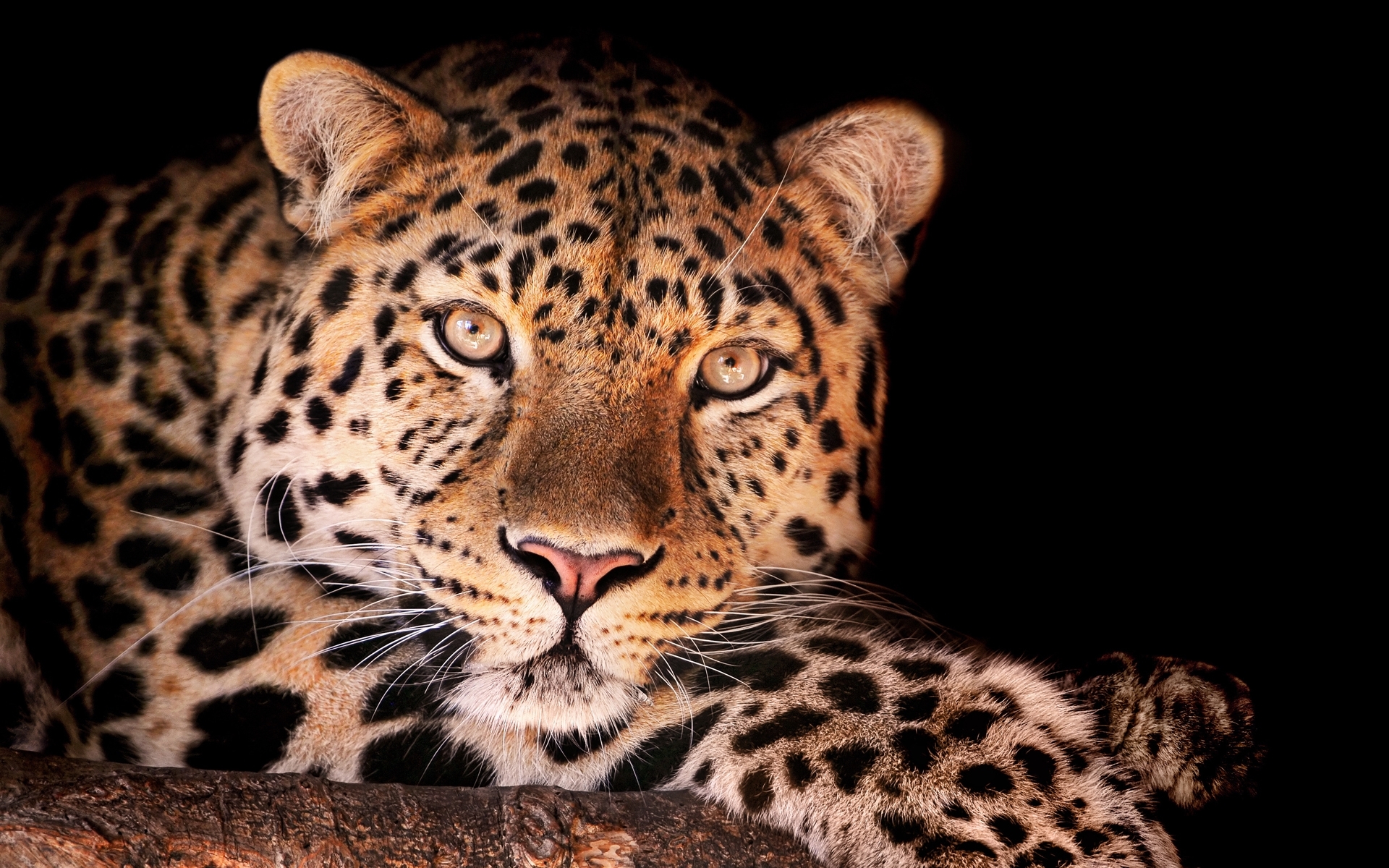 animals, leopards, orange Desktop home screen Wallpaper