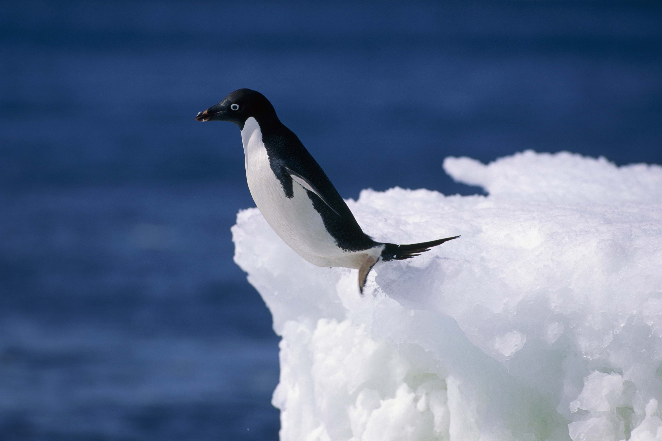 Baixe gratuitamente a imagem Pinguim, Aves, Animais na área de trabalho do seu PC