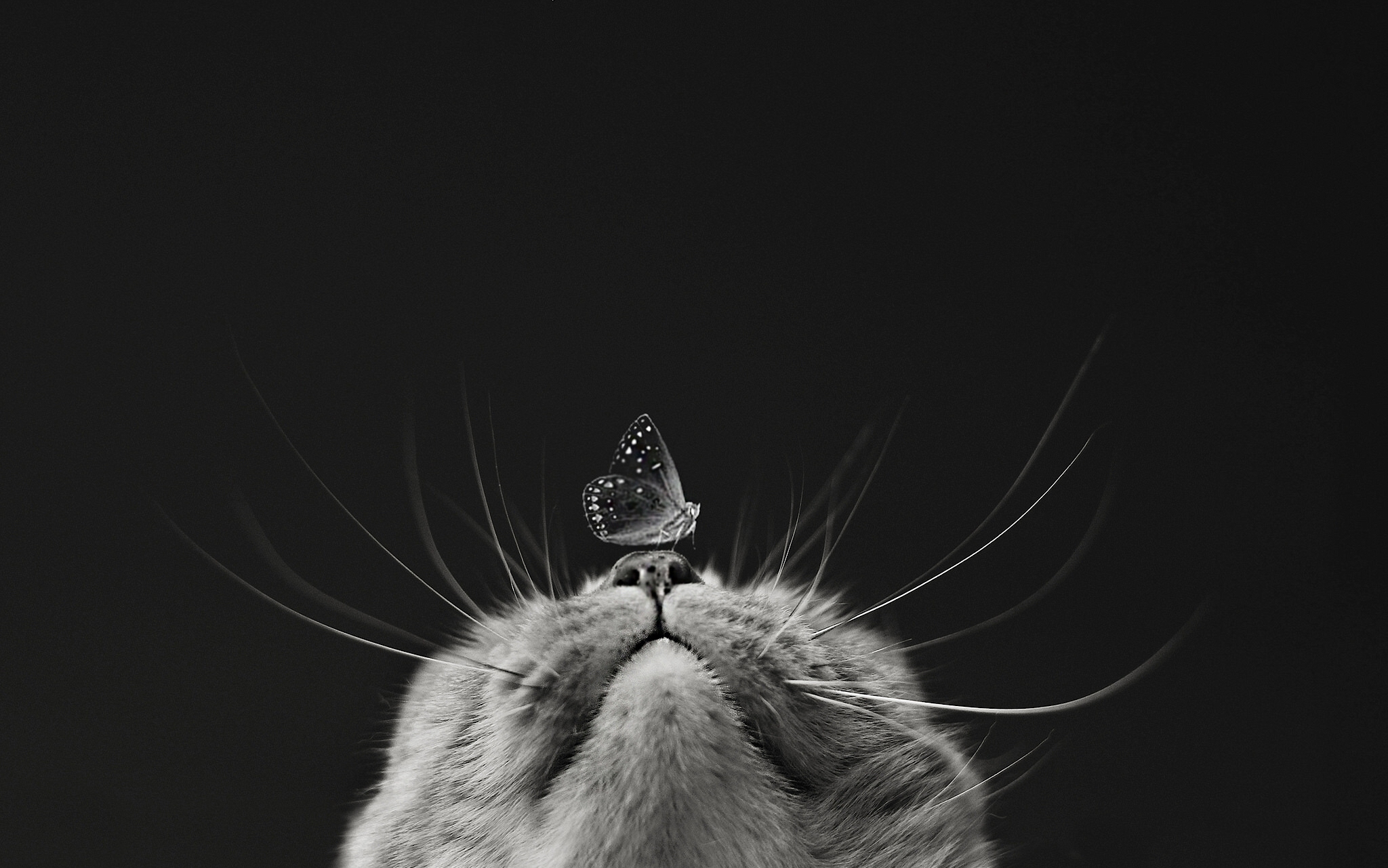 Download mobile wallpaper Cats, Cat, Butterfly, Animal, Black & White for free.